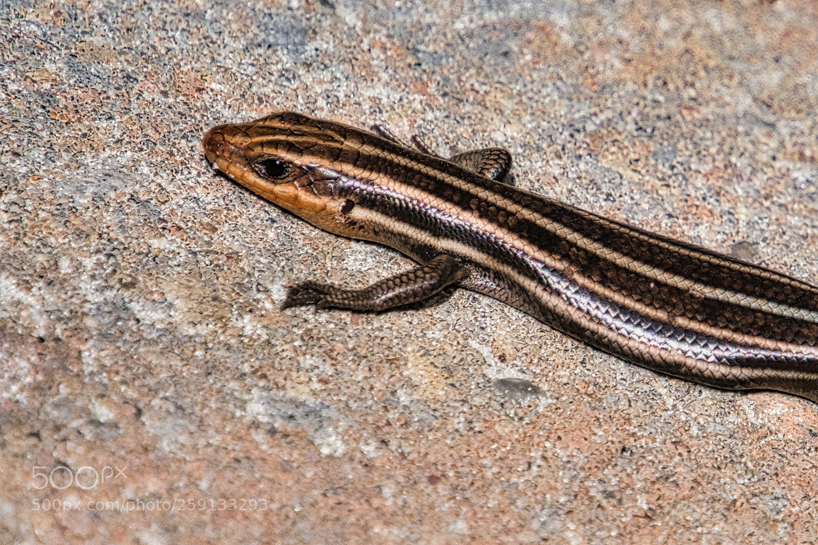 Nikon D7200 sample photo. Little lizard photography