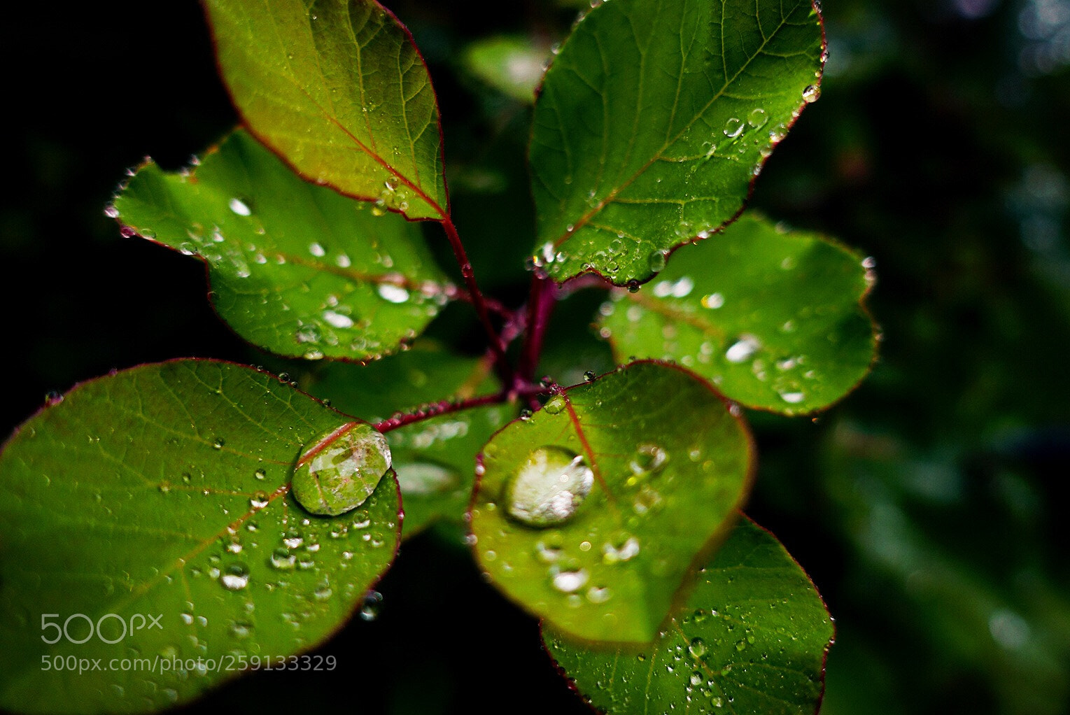 Sony Cyber-shot DSC-RX100 III sample photo. 雨后的叶子 photography