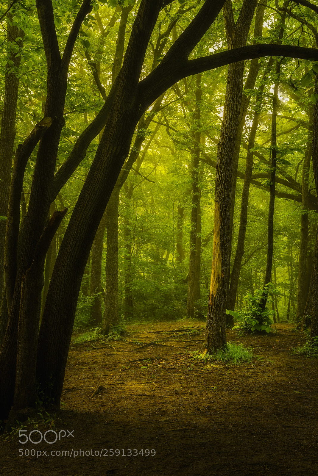 Nikon D750 sample photo. Woodland magic photography