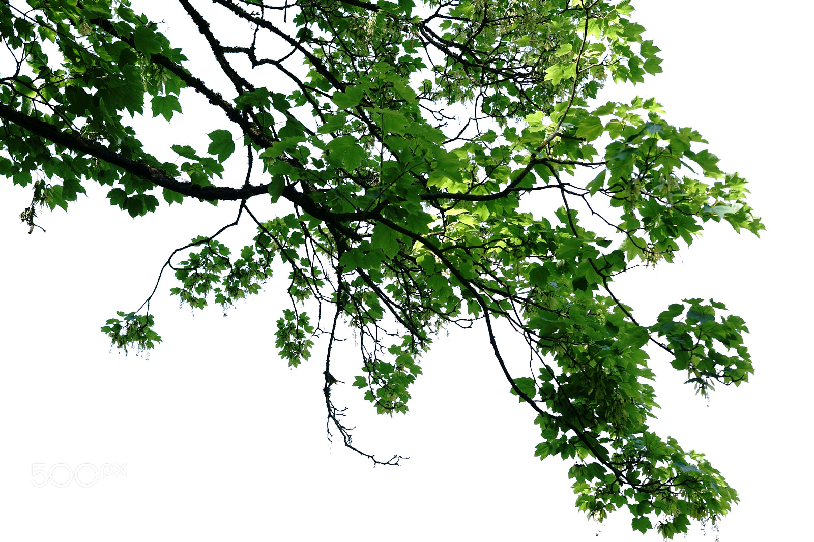 Sony a7 II sample photo. Tree canopy in front photography