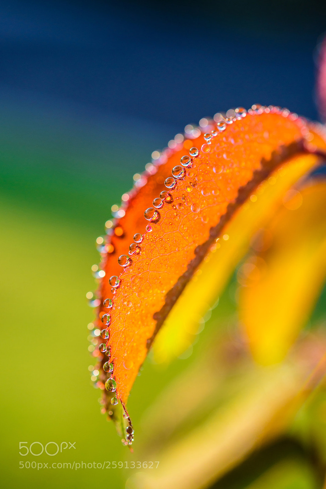 Nikon D810 sample photo. Close up leaf of photography
