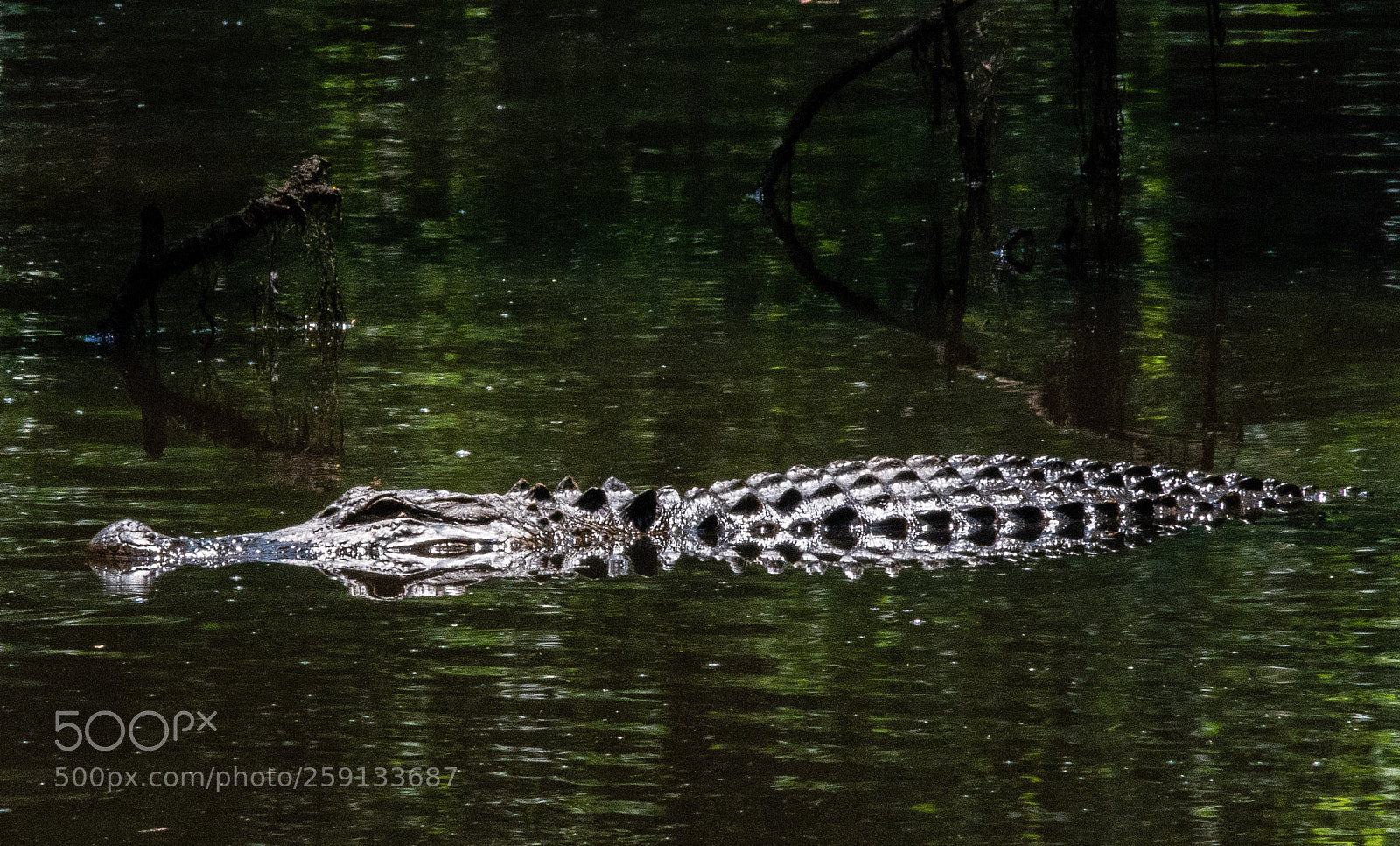 Nikon D5200 sample photo. Gator! photography
