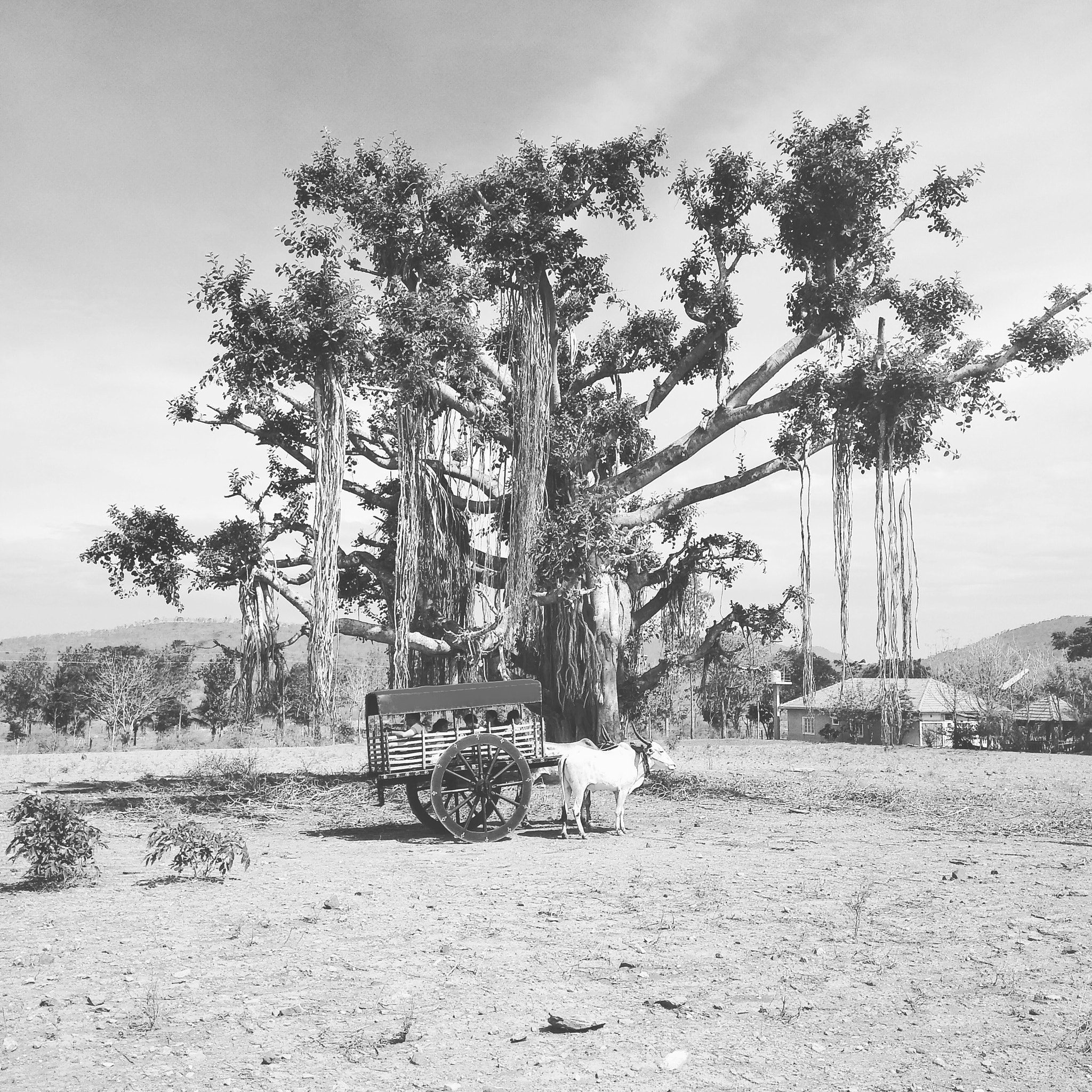 LeMobile Le X526 sample photo. The cart and tree photography