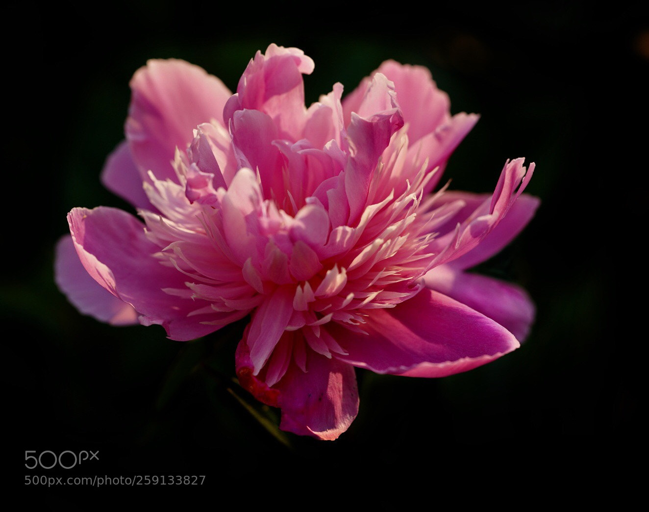 Sony a7R III sample photo. Peony photography