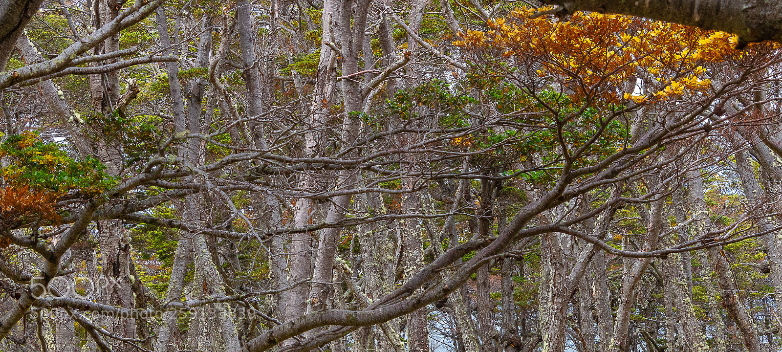 Canon EOS 70D sample photo. Bosque patagonico photography