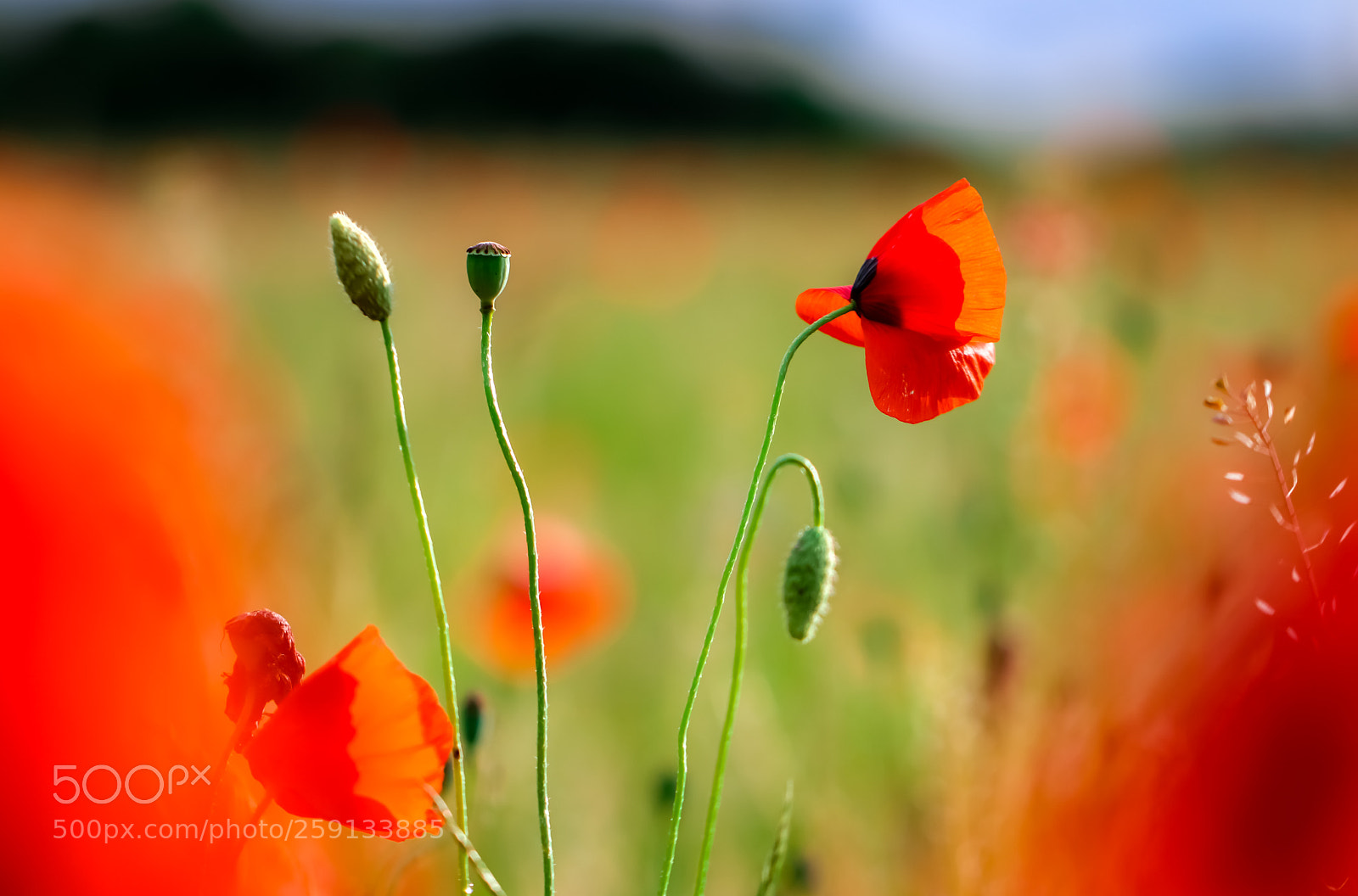 Canon EOS 80D sample photo. Bud 2 flower poppy photography