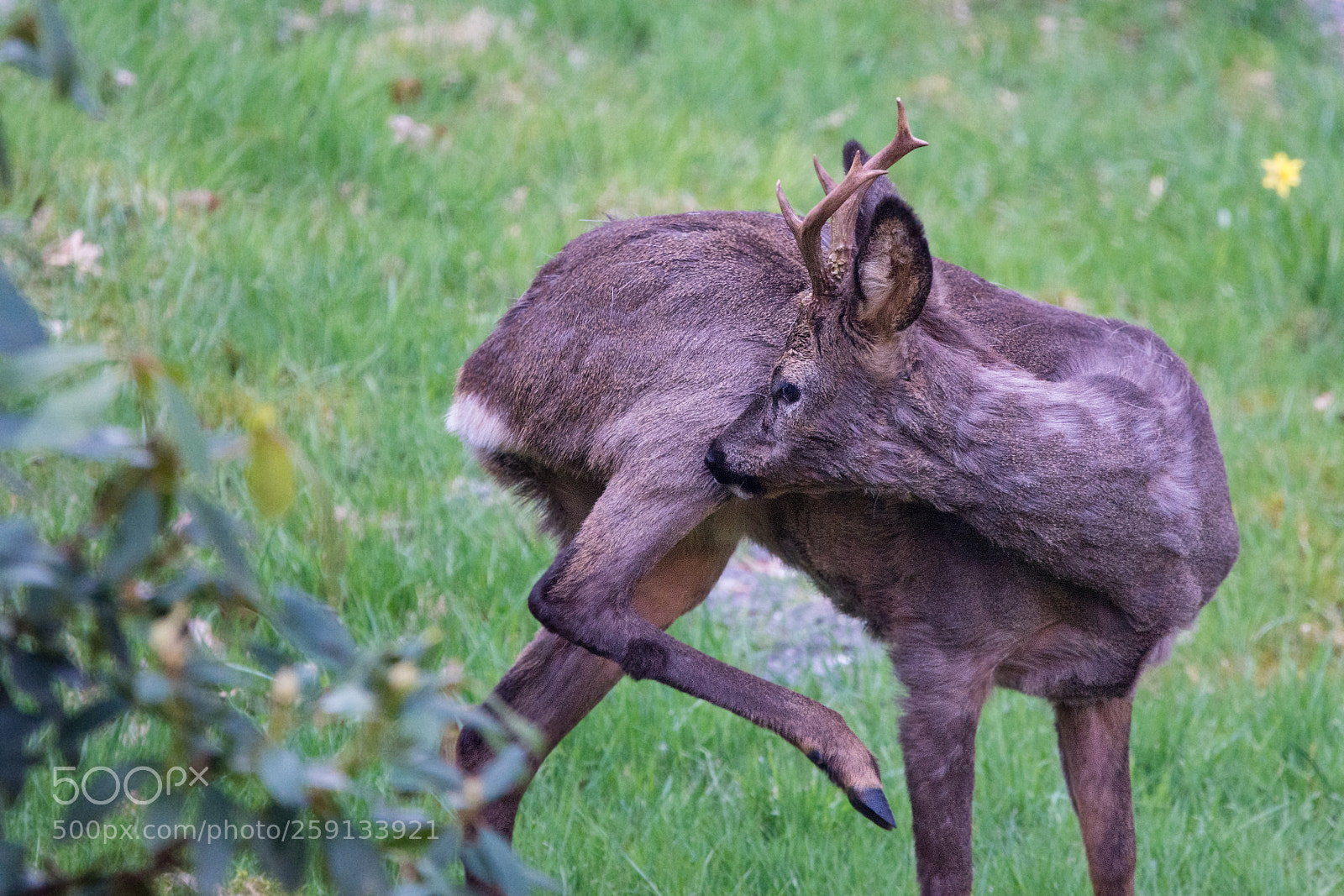 Nikon D7100 sample photo. Young buck bit in photography