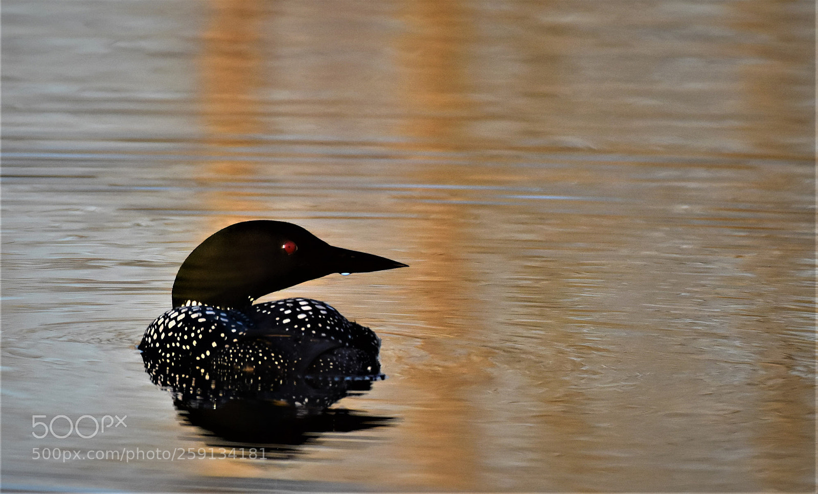 Nikon D7200 sample photo. Orange is black. photography