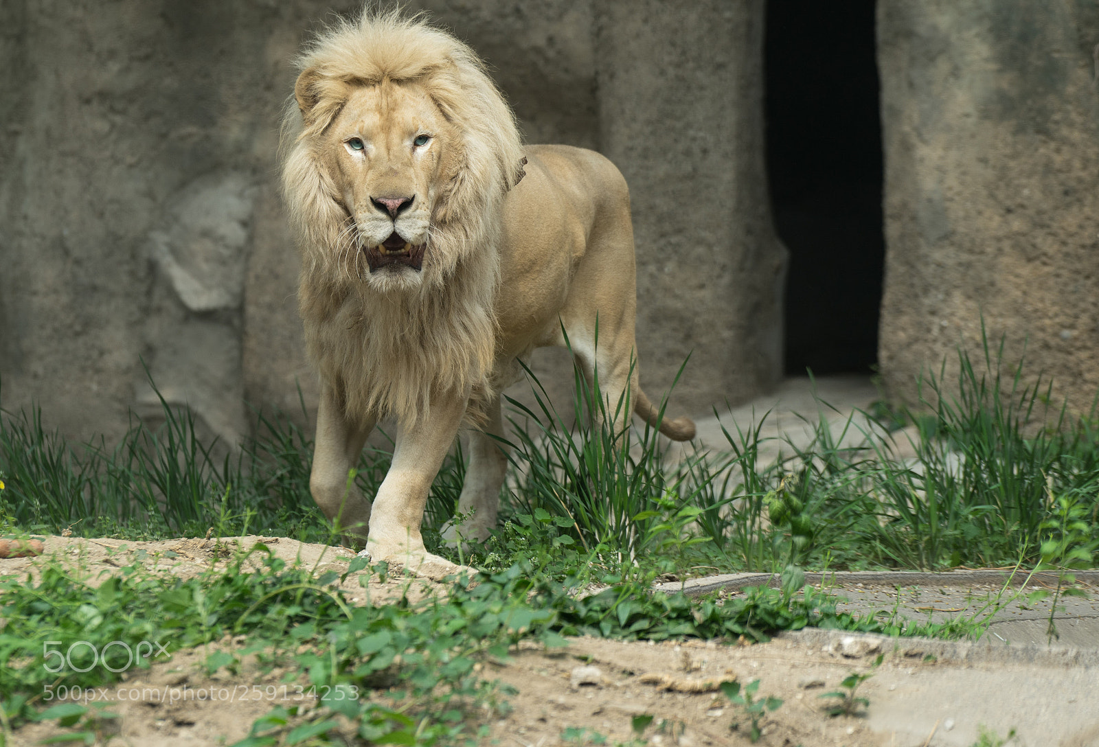 Sony a7 II sample photo. White lion photography