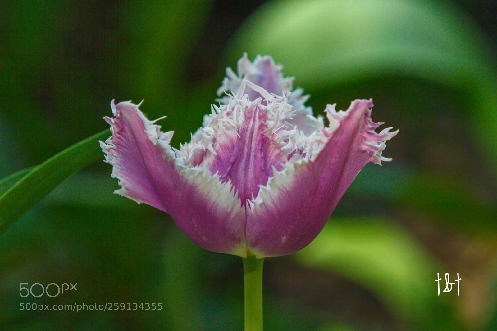 Canon EOS 7D sample photo. Untitled photography