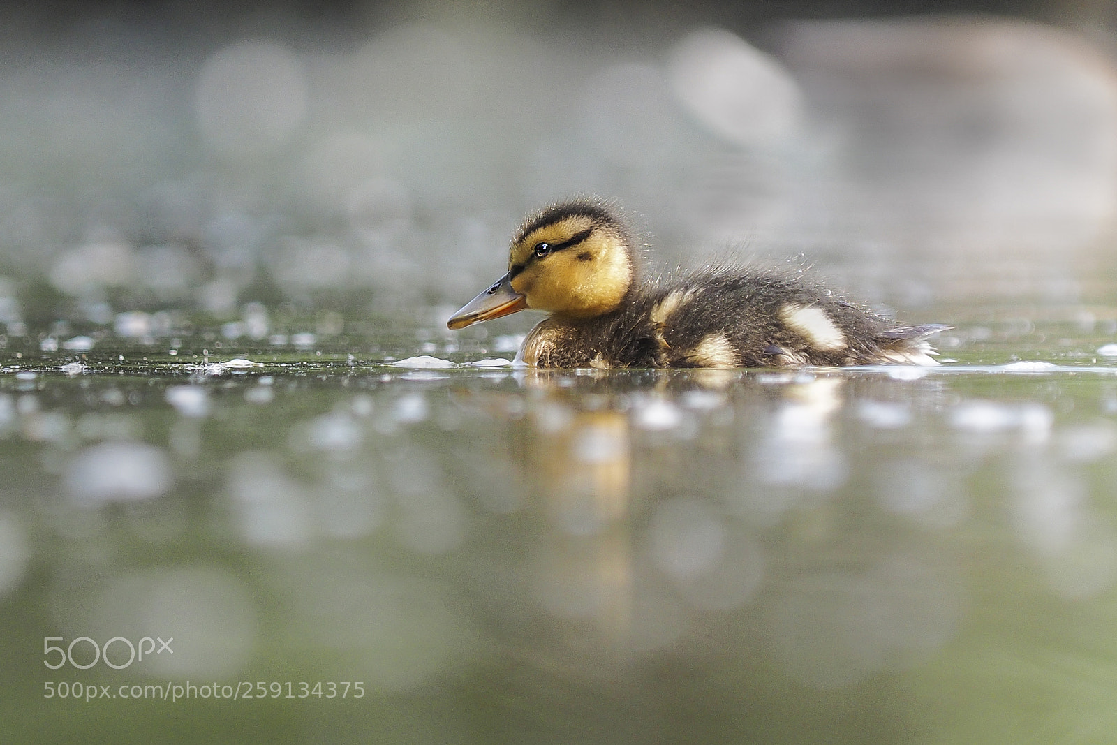 Olympus OM-D E-M1 sample photo. Little duck photography