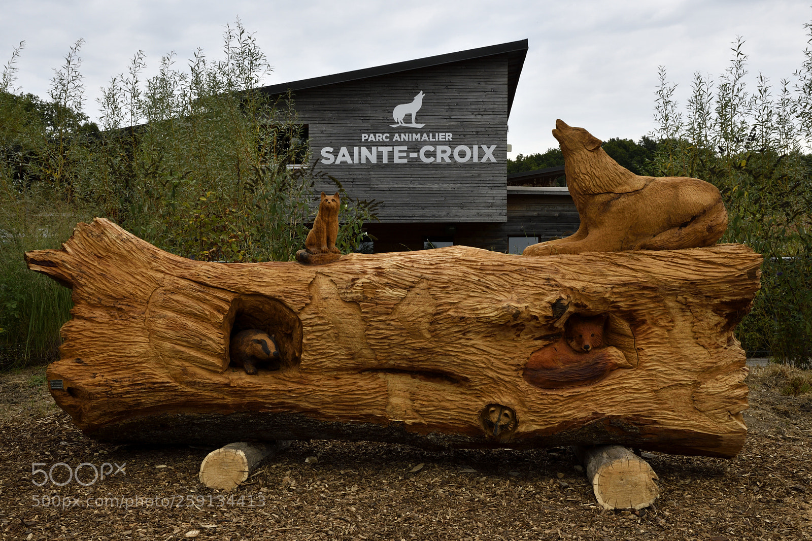 Nikon D500 sample photo. Parc animalier photography