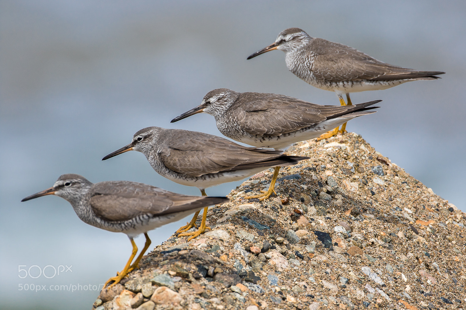 Canon EOS 7D Mark II sample photo. Quartet(grey-tailed tattler) photography