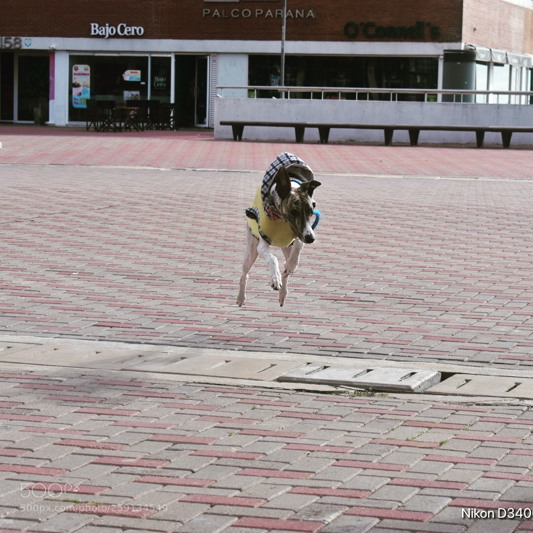 Nikon D3400 sample photo. Galga saltarina  photography
