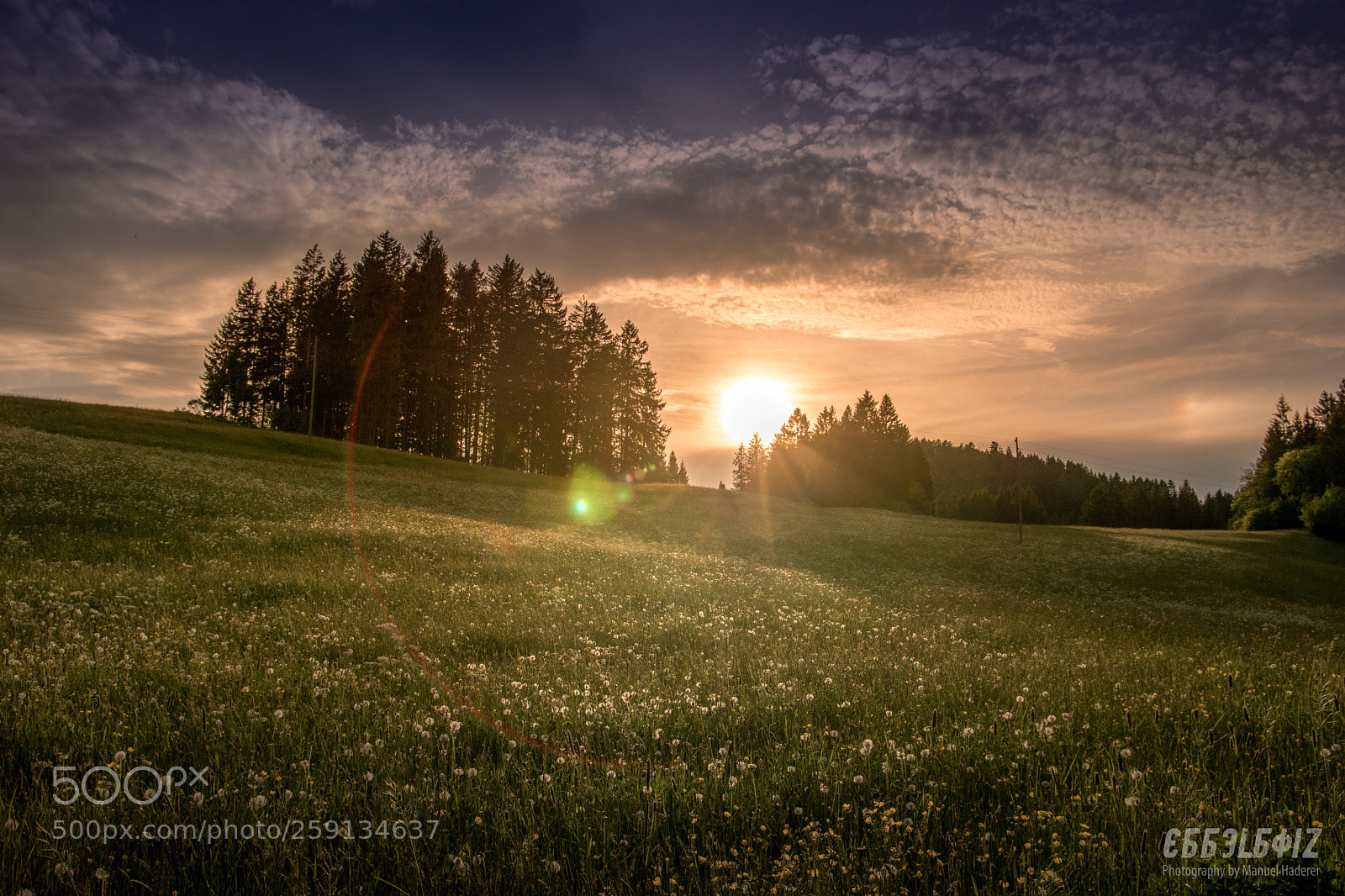 Sony ILCA-77M2 sample photo. Sunny meadow ii photography