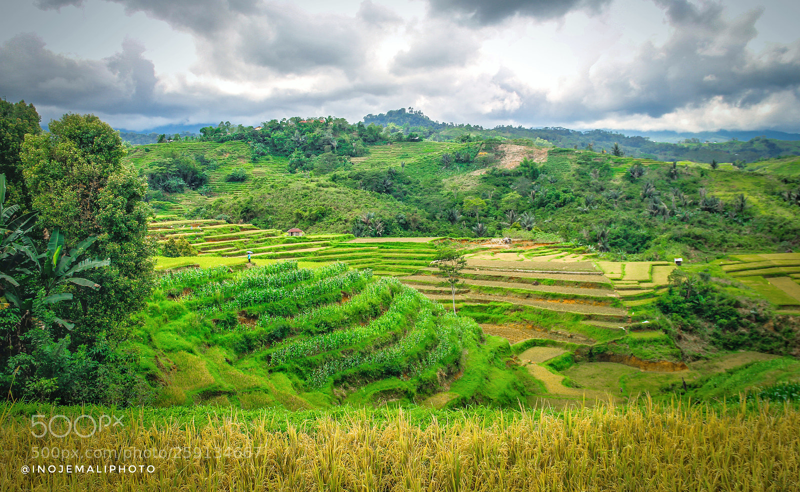 Canon EOS 60D sample photo. Rice field photography