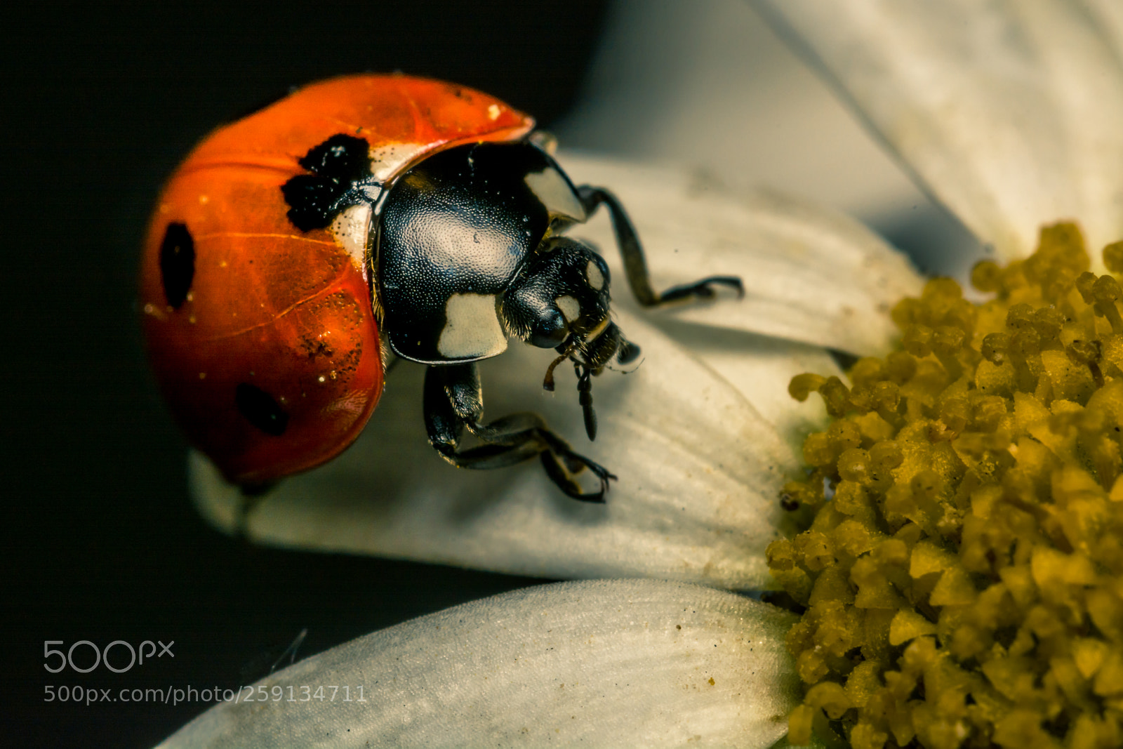 Nikon D7100 sample photo. Ladybug on flower photography