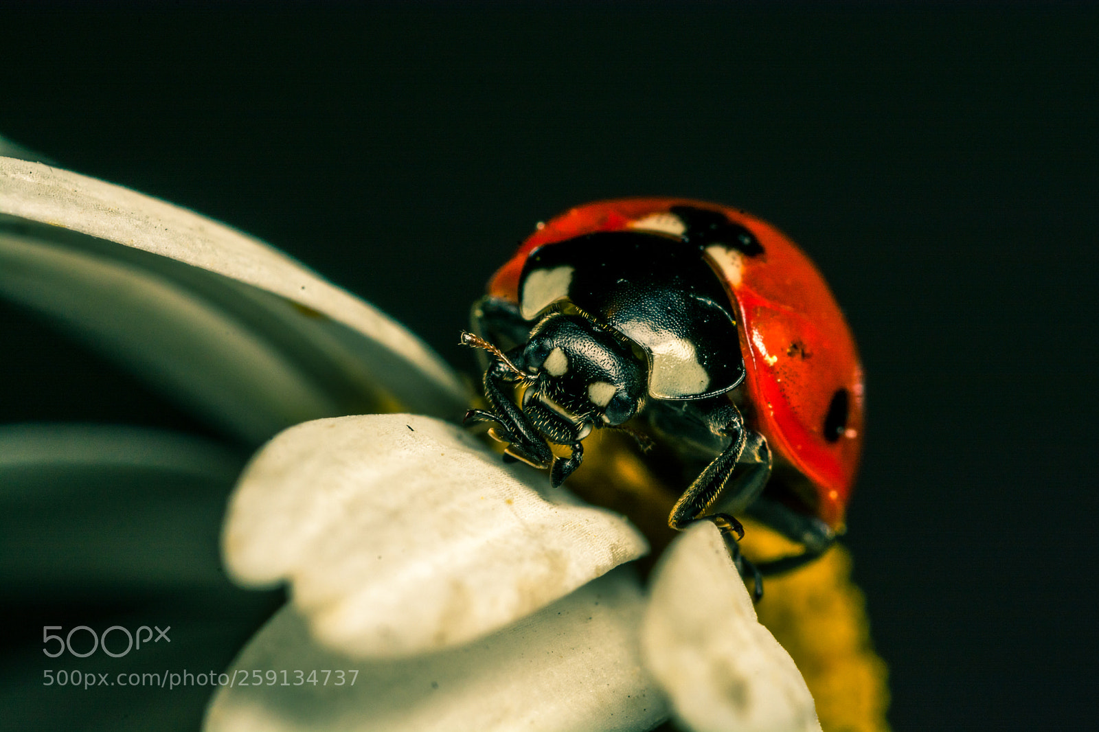 Nikon D7100 sample photo. Ladybug morning photography