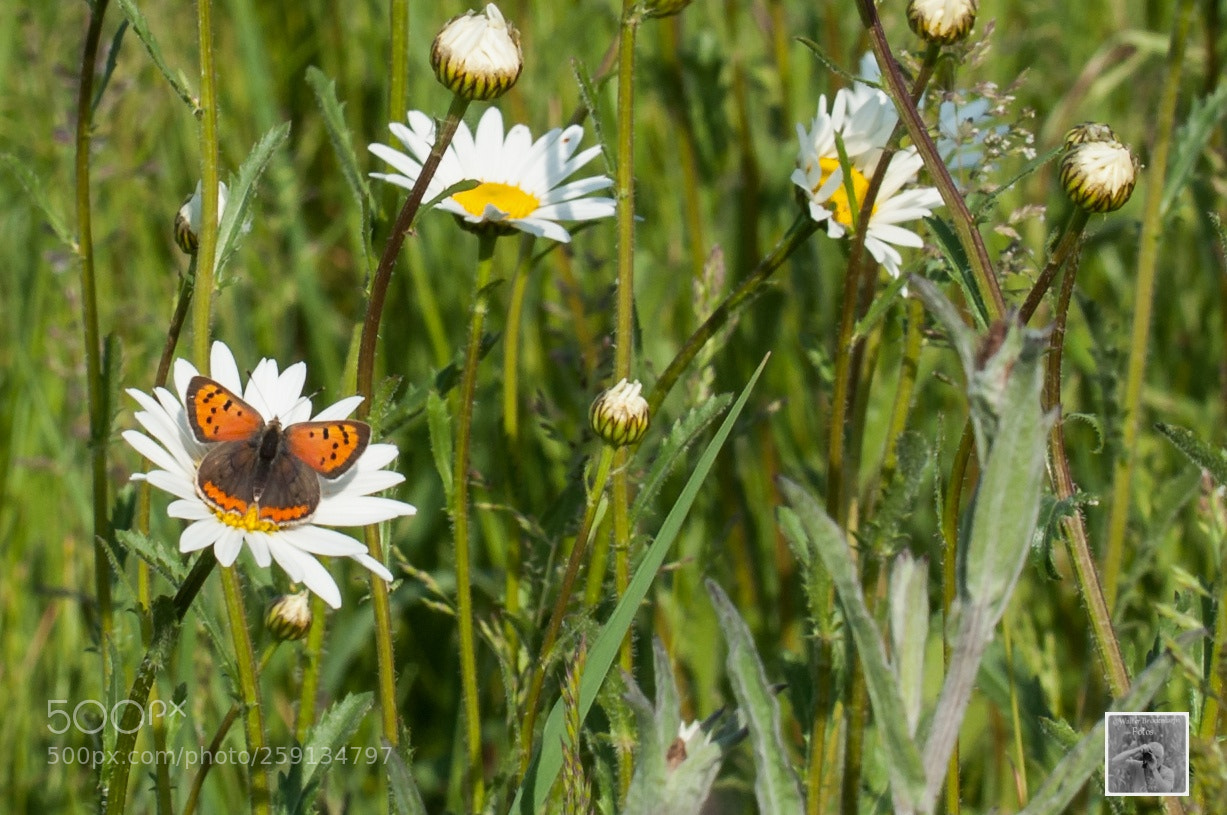Nikon D5000 sample photo. Schmetterlinge/butterfly's photography