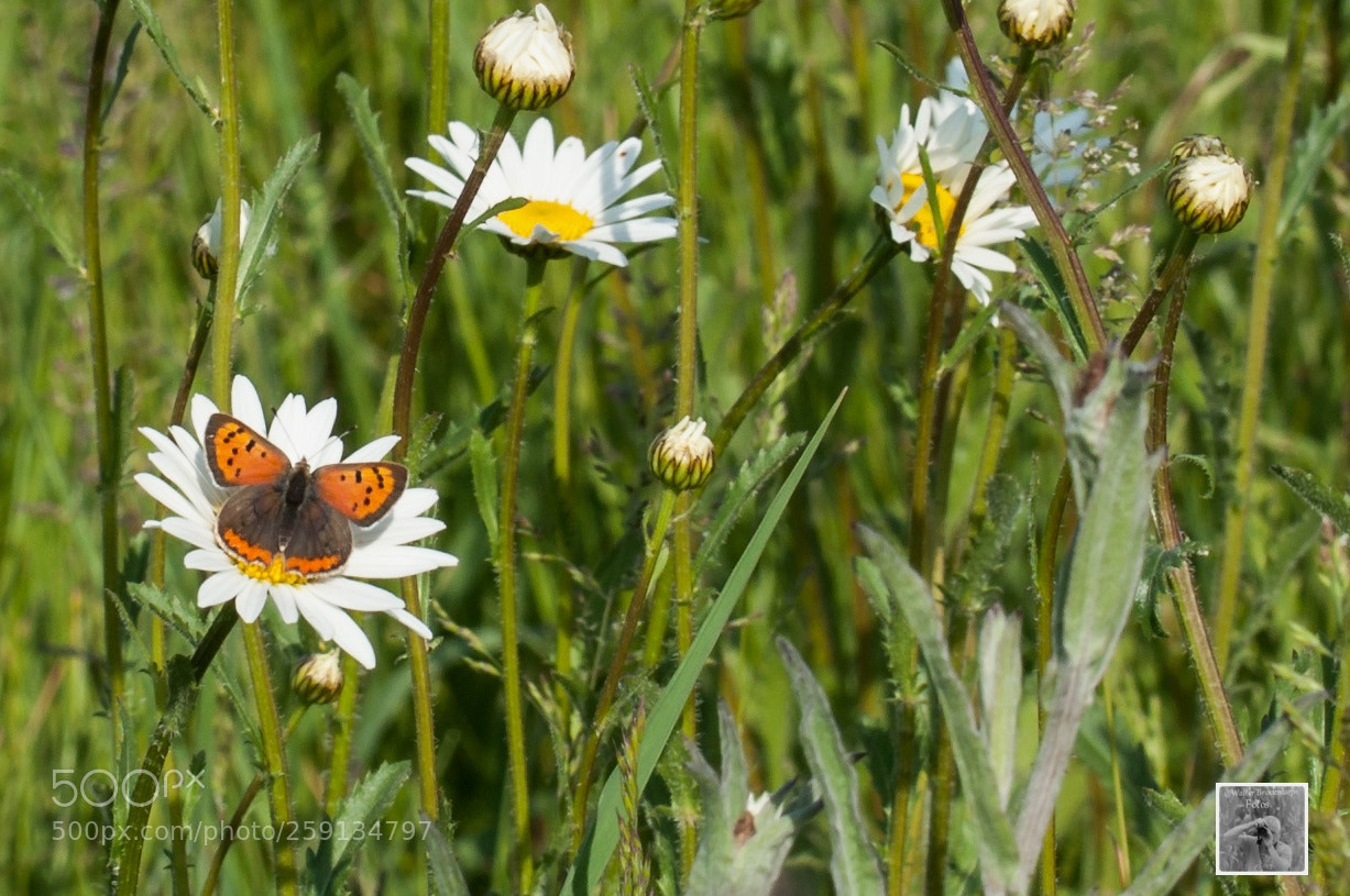 Nikon D5000 sample photo. Schmetterlinge/butterfly's photography