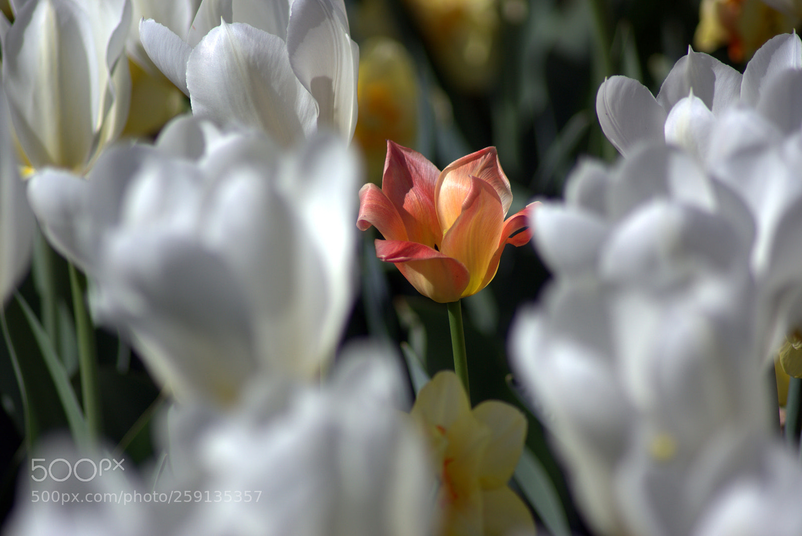 Sony SLT-A65 (SLT-A65V) sample photo. красный среди белых photography