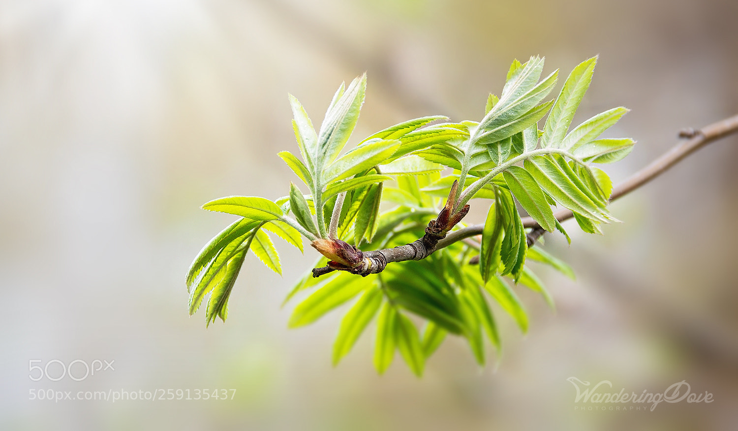 Nikon D3200 sample photo. In the morning light photography