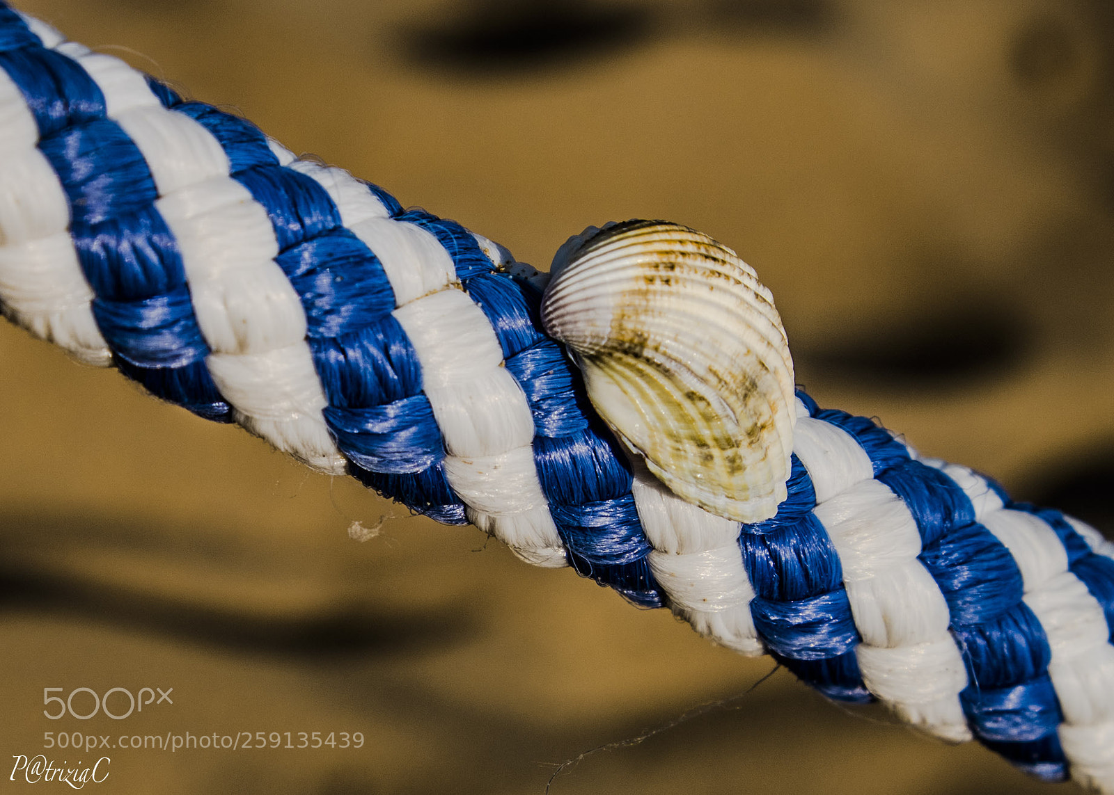 Fujifilm X-T2 sample photo. #seashell# photography