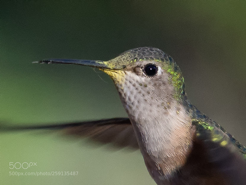 Olympus OM-D E-M10 II sample photo. Black-throated hummingbird (female) photography
