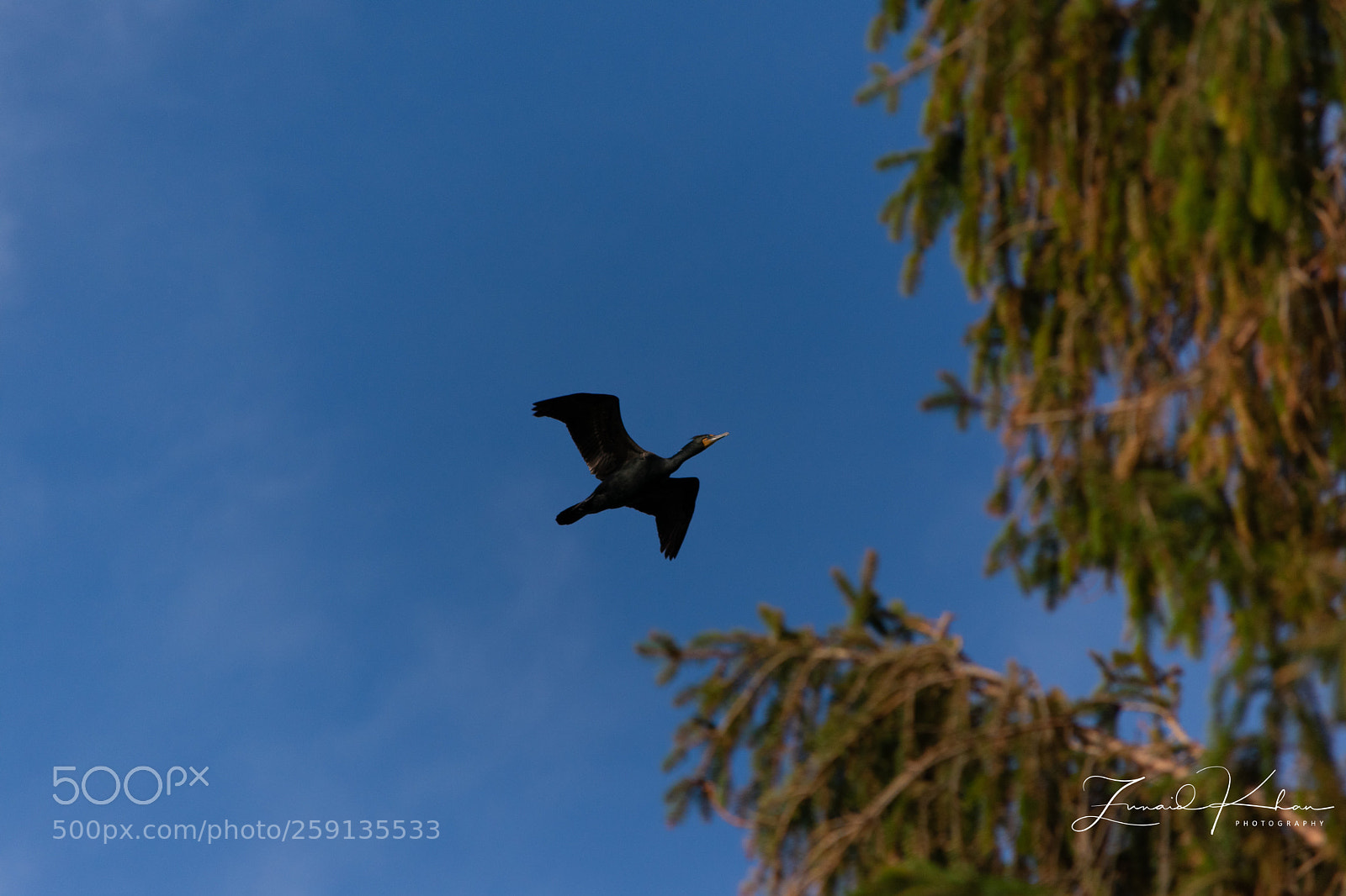 Nikon D3400 sample photo. Cormorant  photography