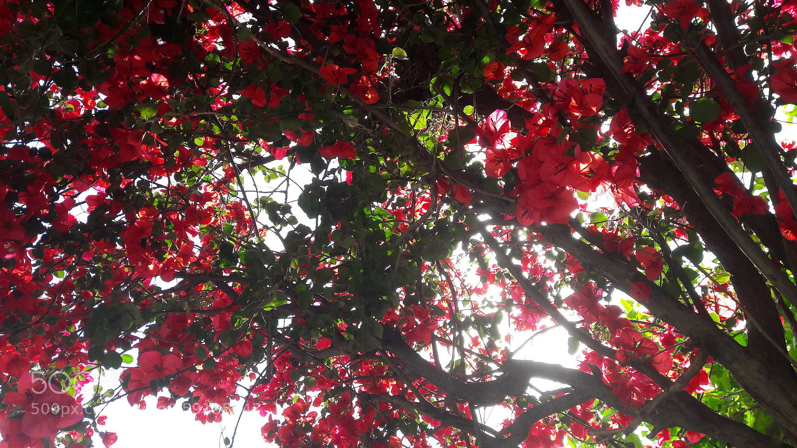 Samsung Galaxy A5(2016) sample photo. Spring photography