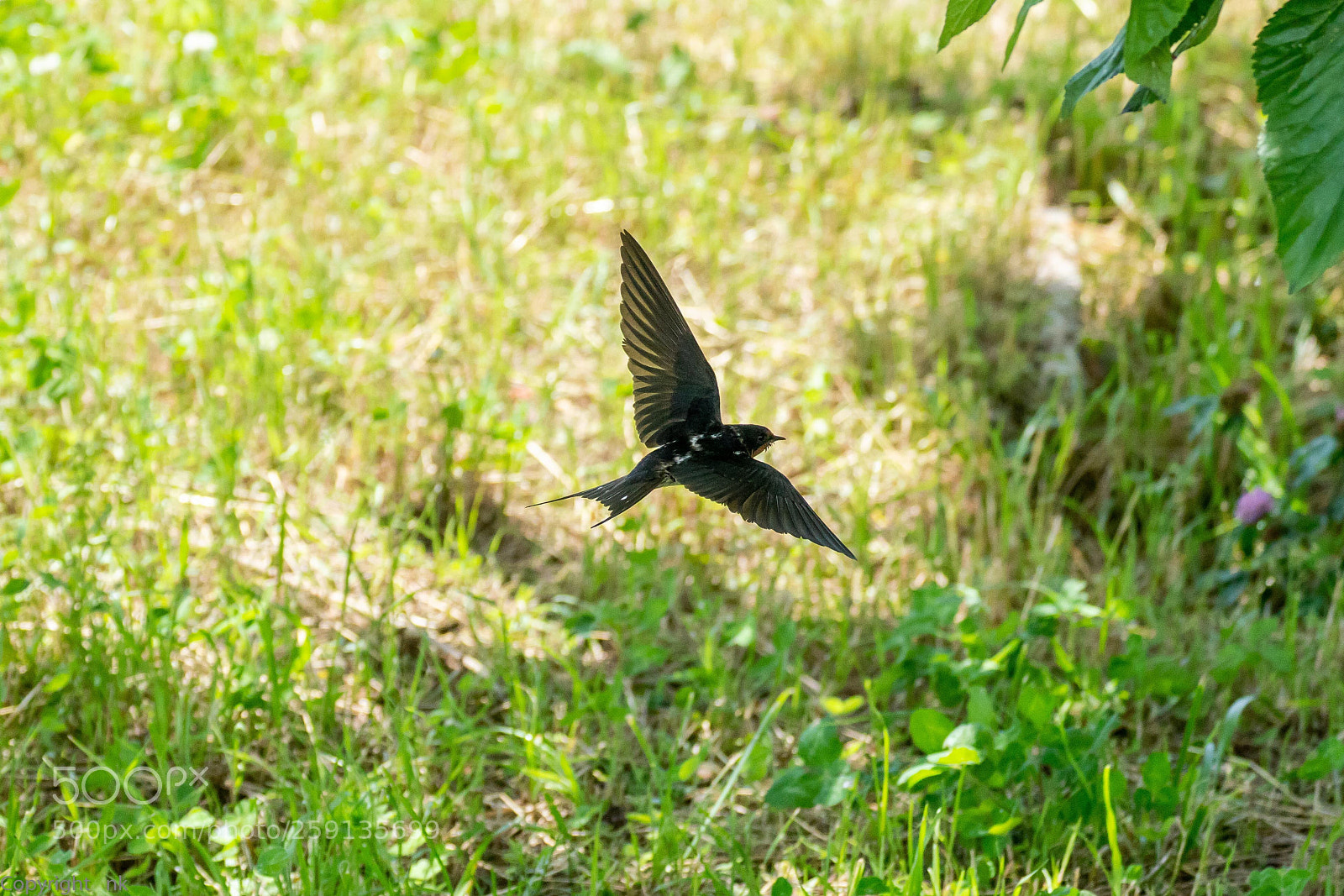 Sony a7R III sample photo. Barn swallow photography