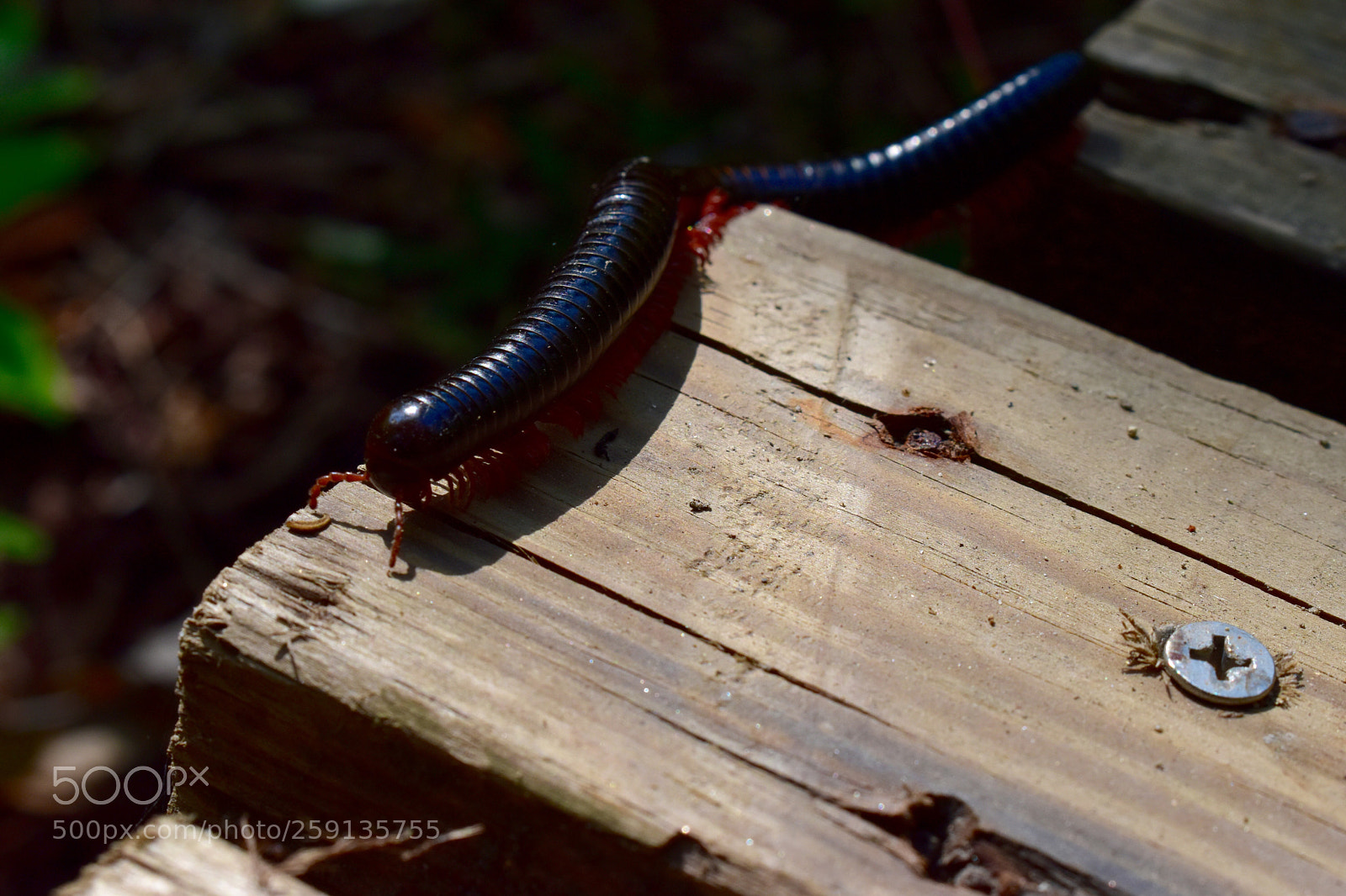 Nikon D5600 sample photo. Crawling out the woodwork photography
