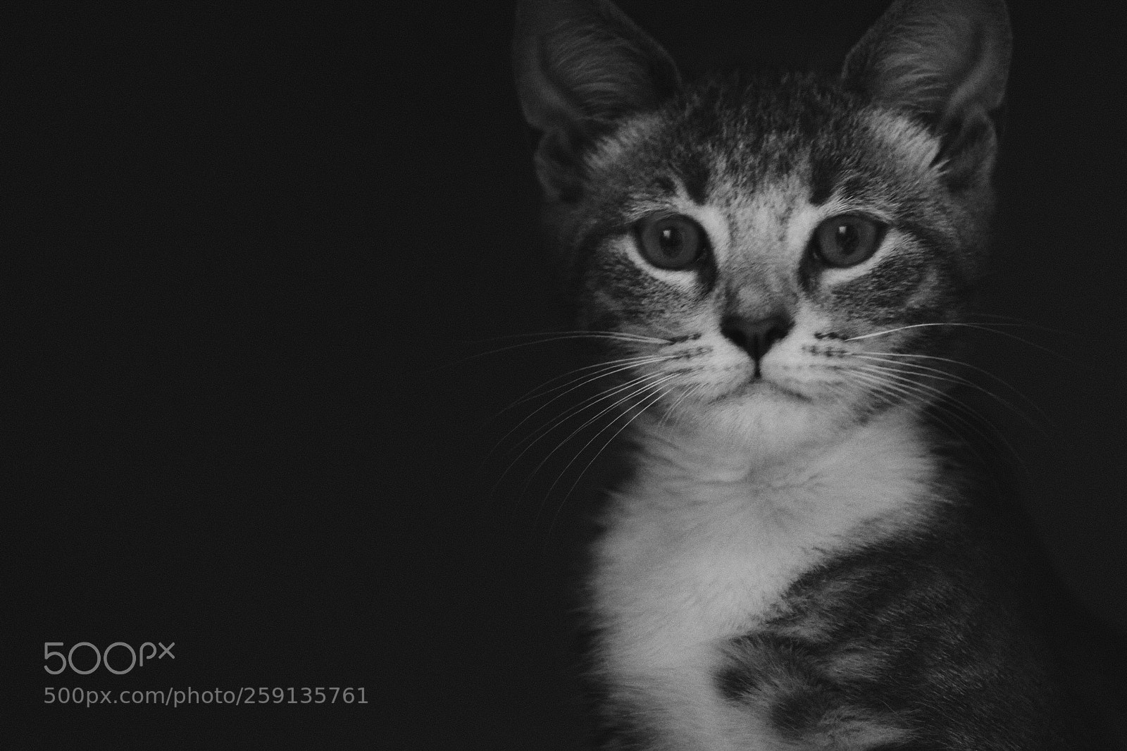 Fujifilm X-T20 sample photo. Kitten grey photography