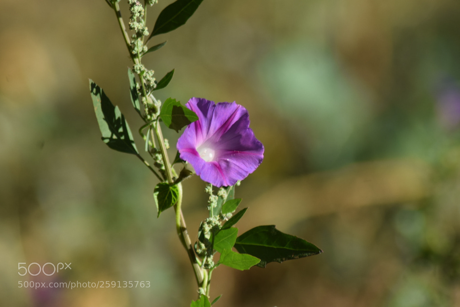 Nikon D5300 sample photo. Pequeña flor photography