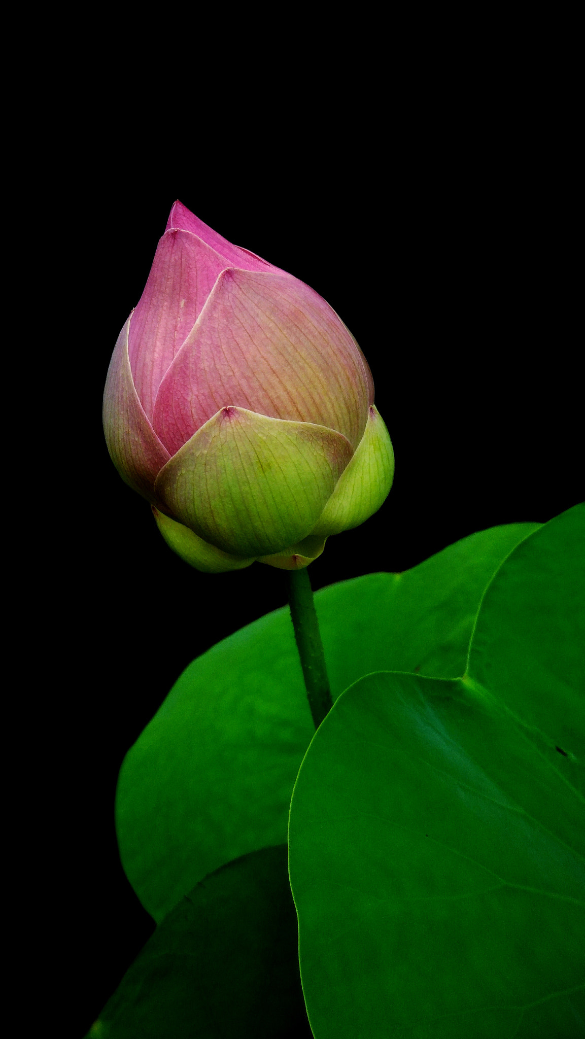 ASUS ZenFone 3 Max (ZC553KL) sample photo. Beautiful lotus flower photography