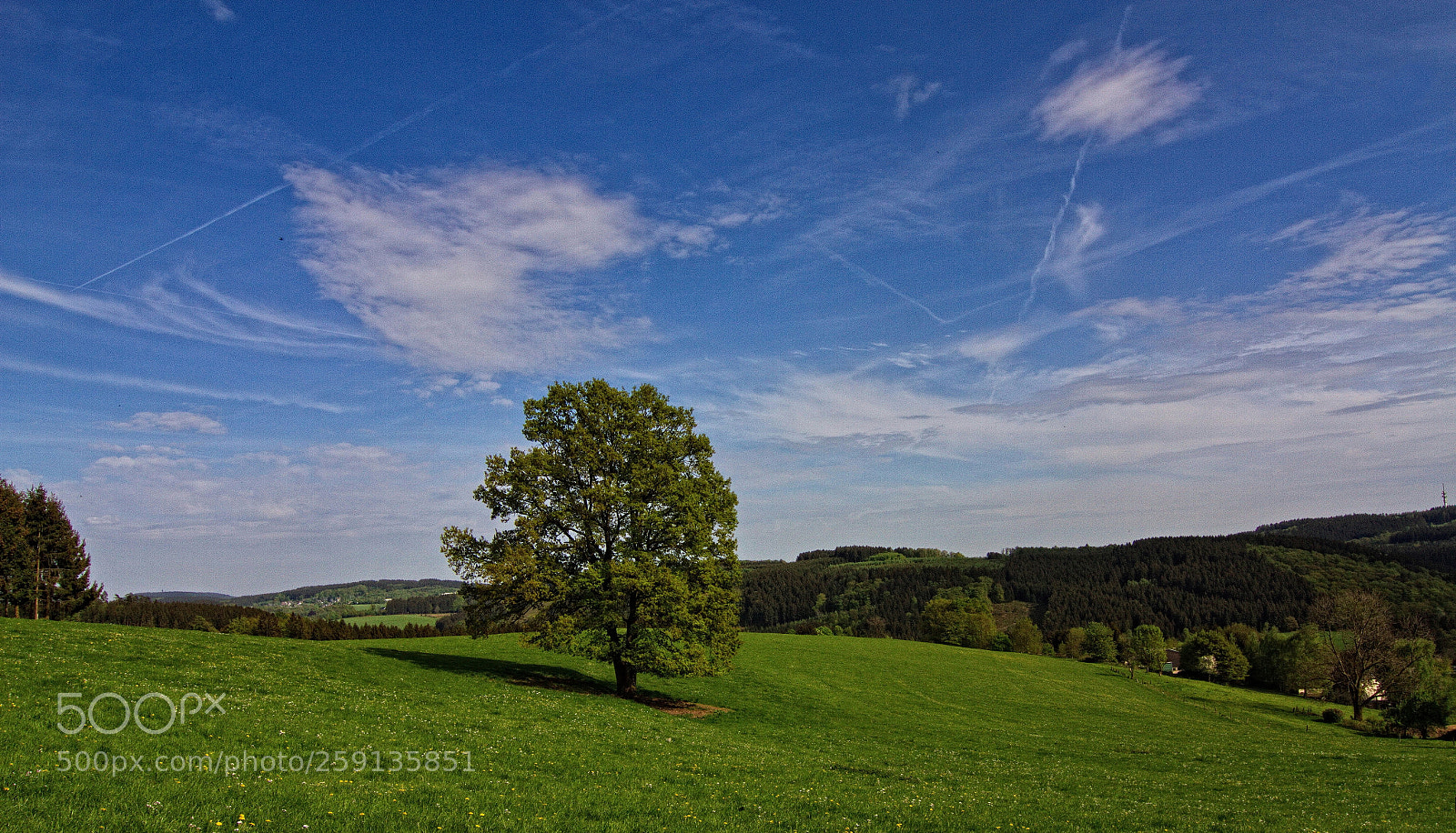 Canon EOS 7D sample photo. Single tree photography