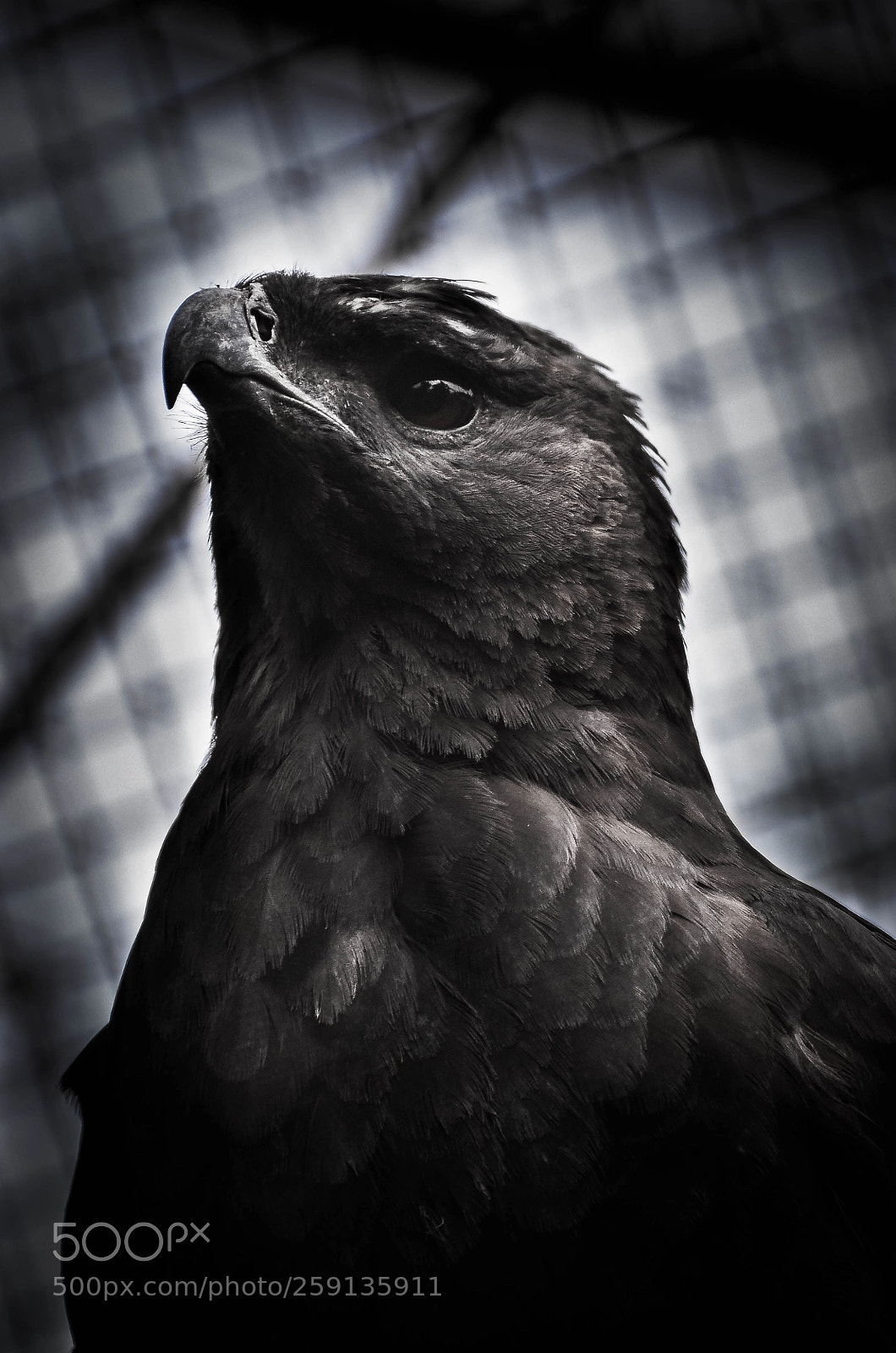 Nikon D5100 sample photo. Black eagle photography