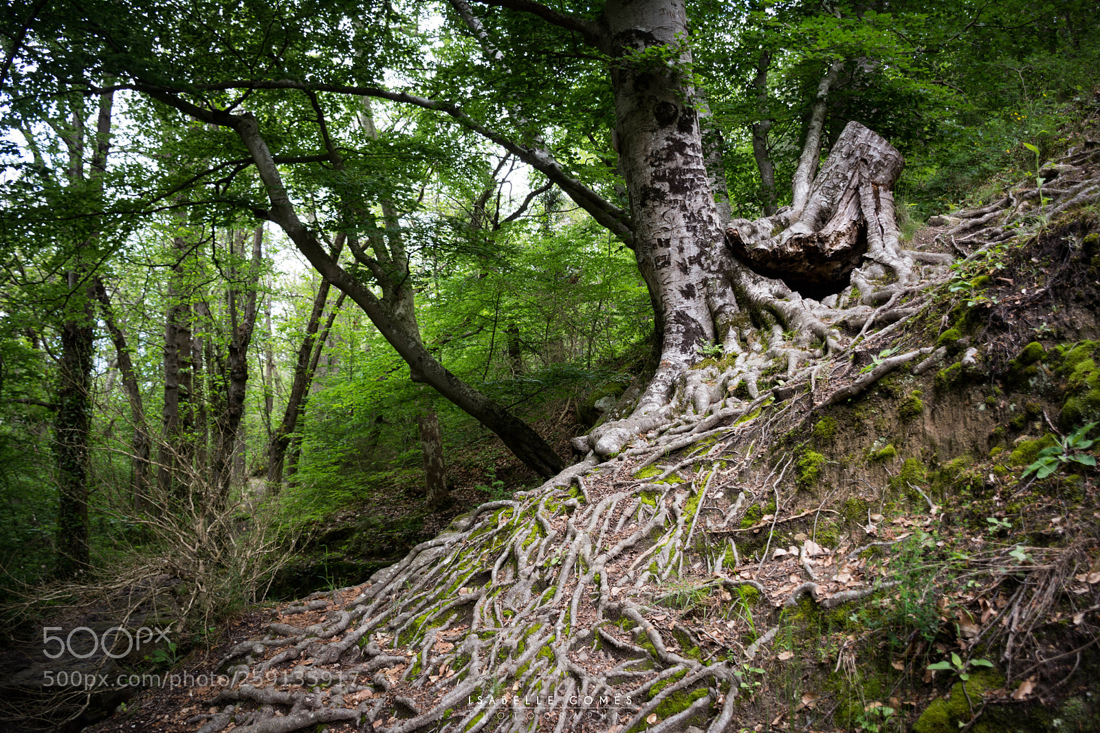 Nikon D7100 sample photo. H tre aux grandes photography