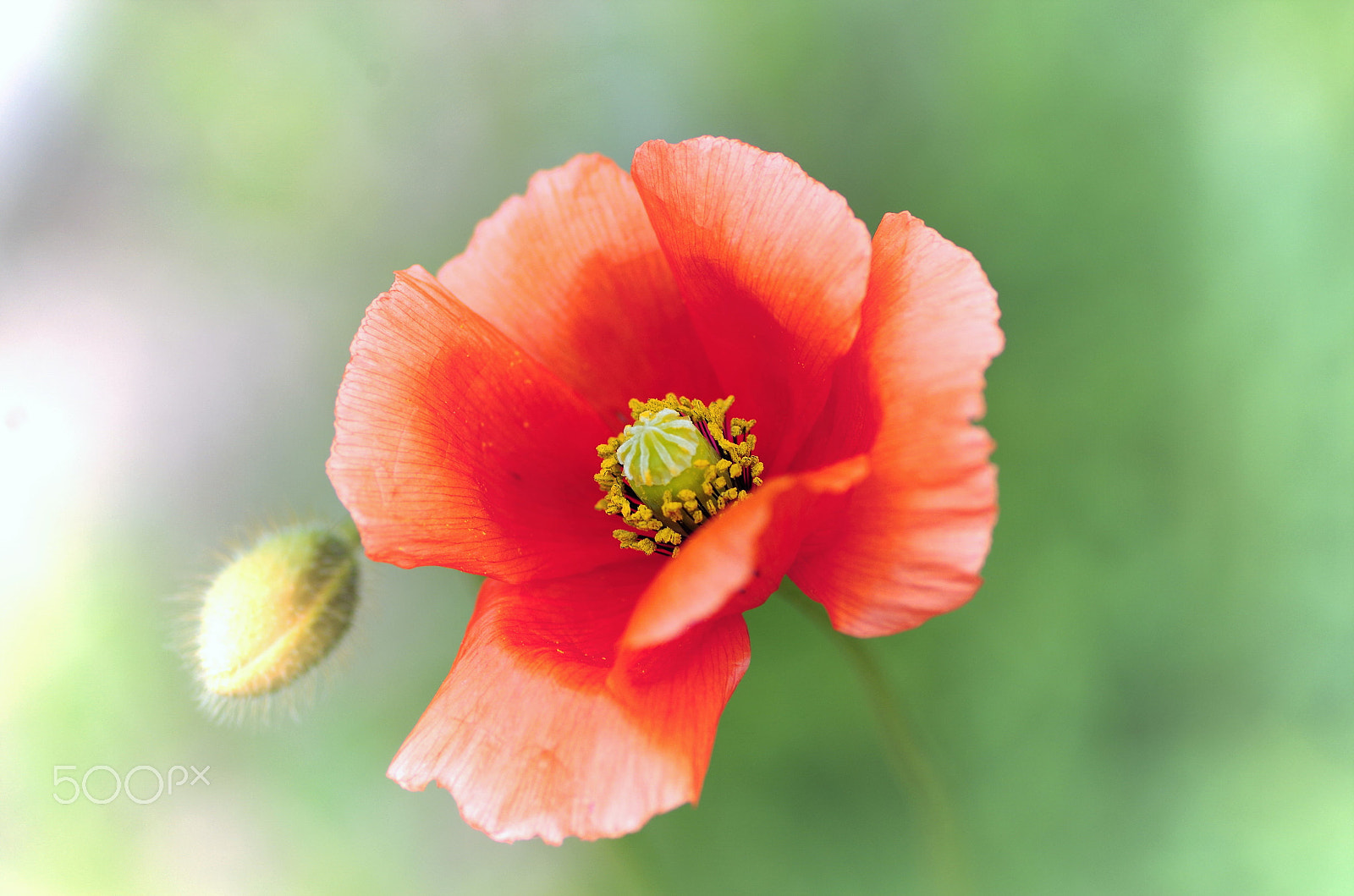 Pentax K-50 + Pentax smc D-FA 100mm F2.8 Macro WR sample photo. Poppy photography