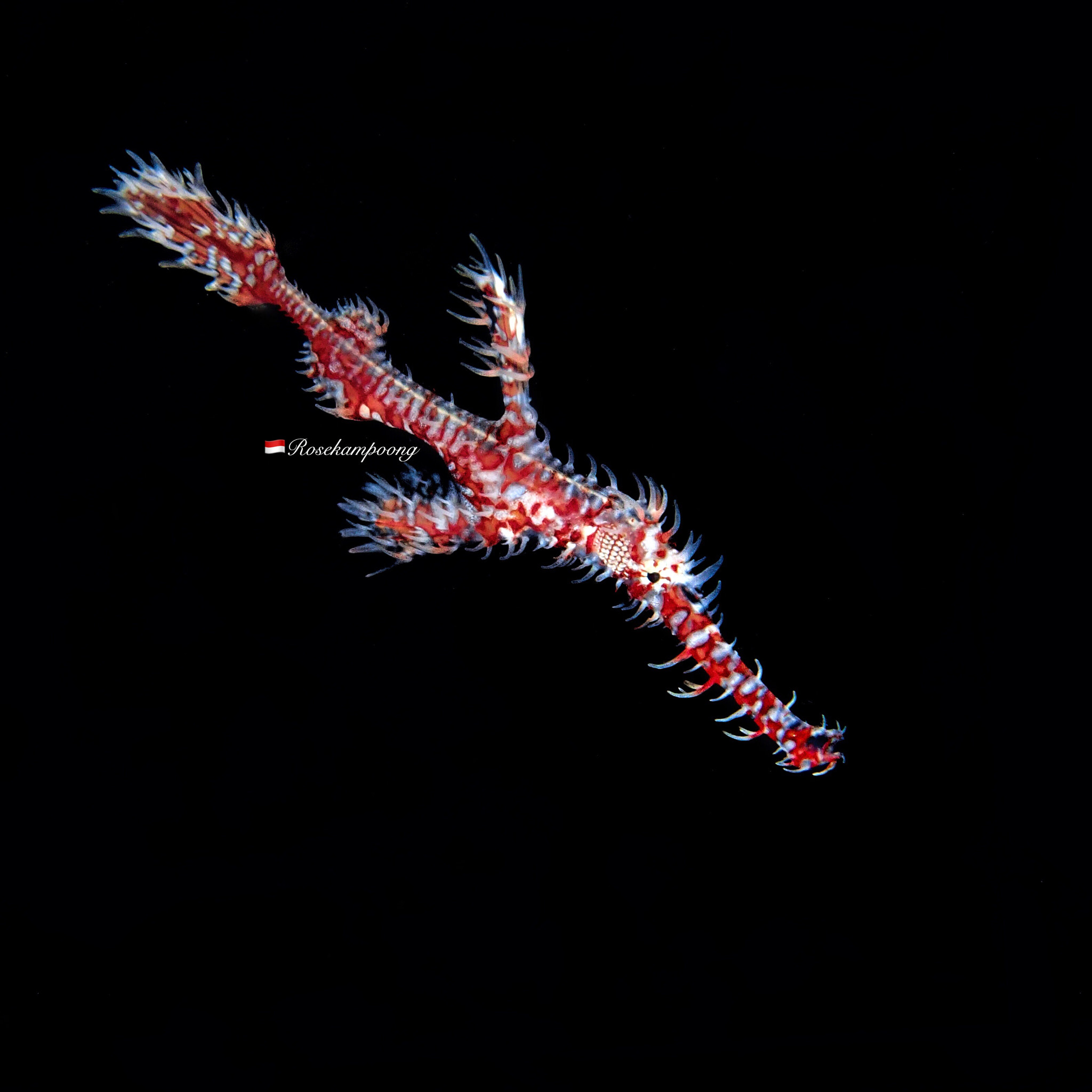 Olympus TG-4 sample photo. Solenostomus  photography