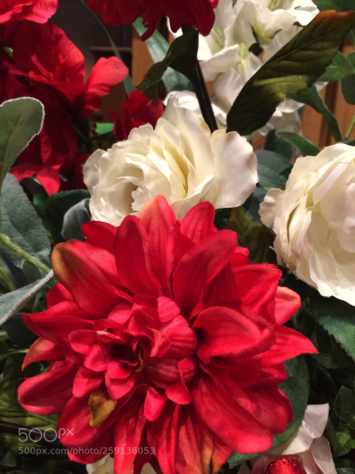 Apple iPhone 6 Plus sample photo. Today’s flower ?  photography