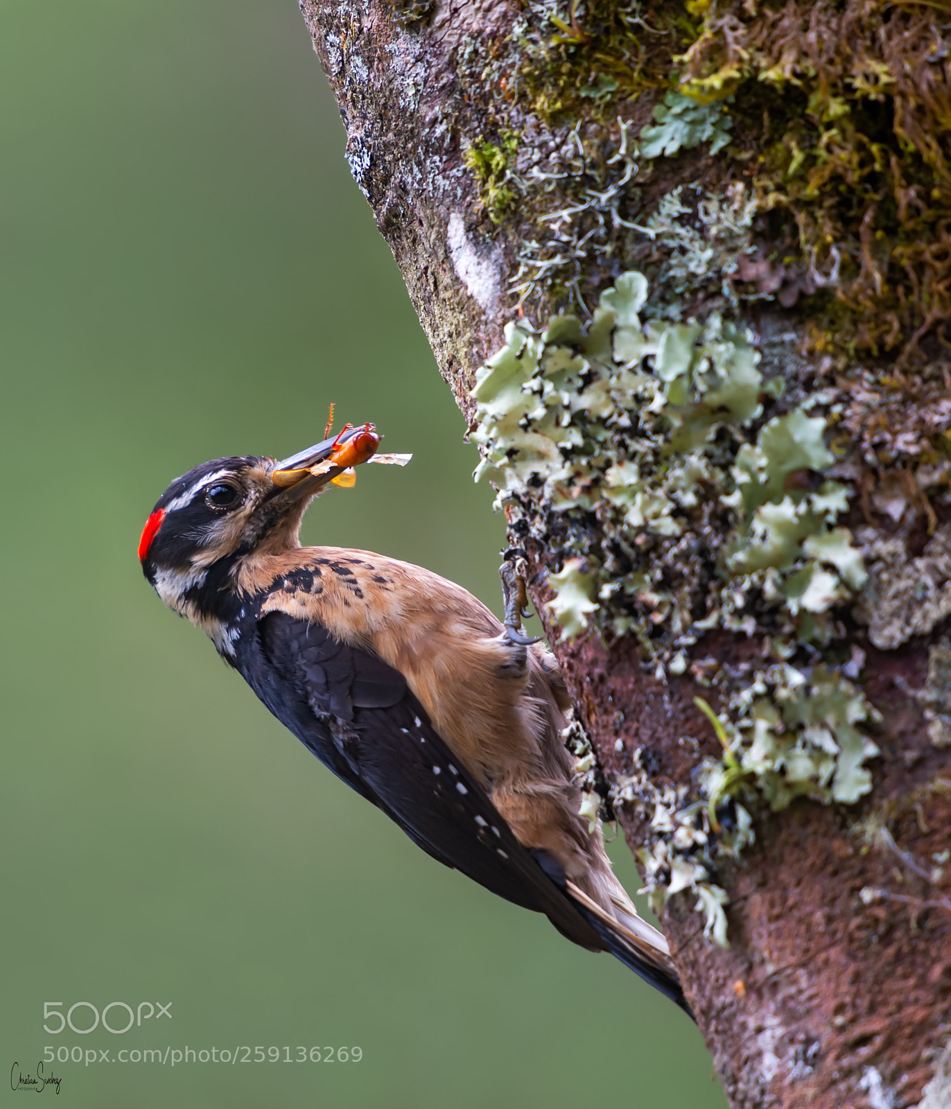 Nikon D4 sample photo. Hairy woodpecker photography