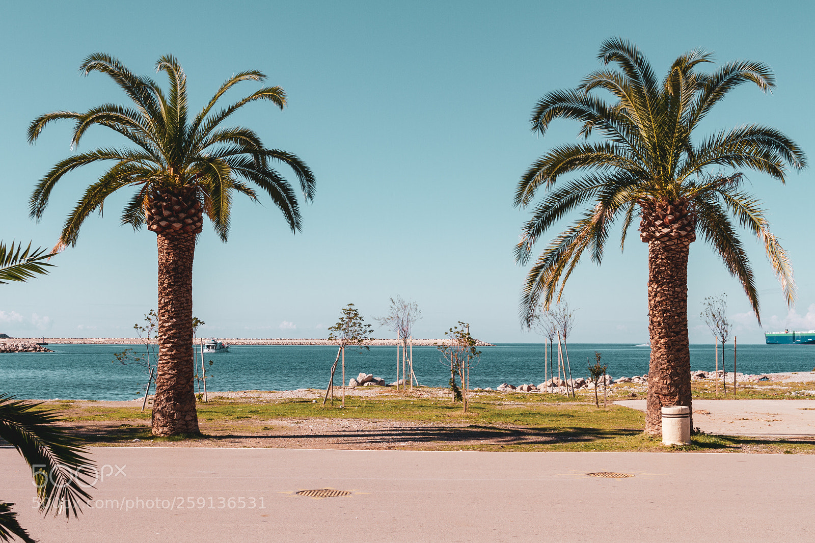 Canon EOS 7D sample photo. Palms photography