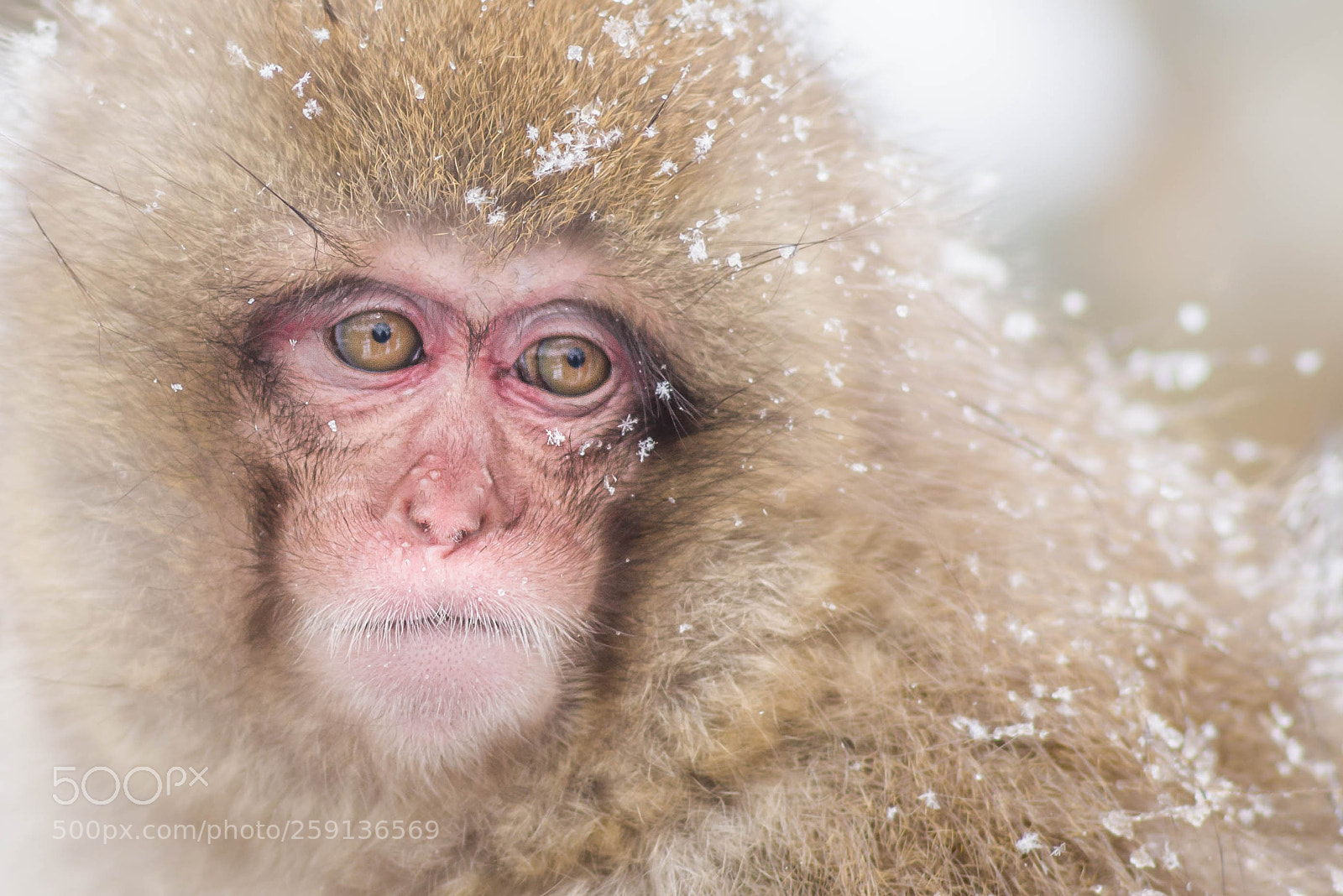 Pentax K-1 sample photo. Snow face photography