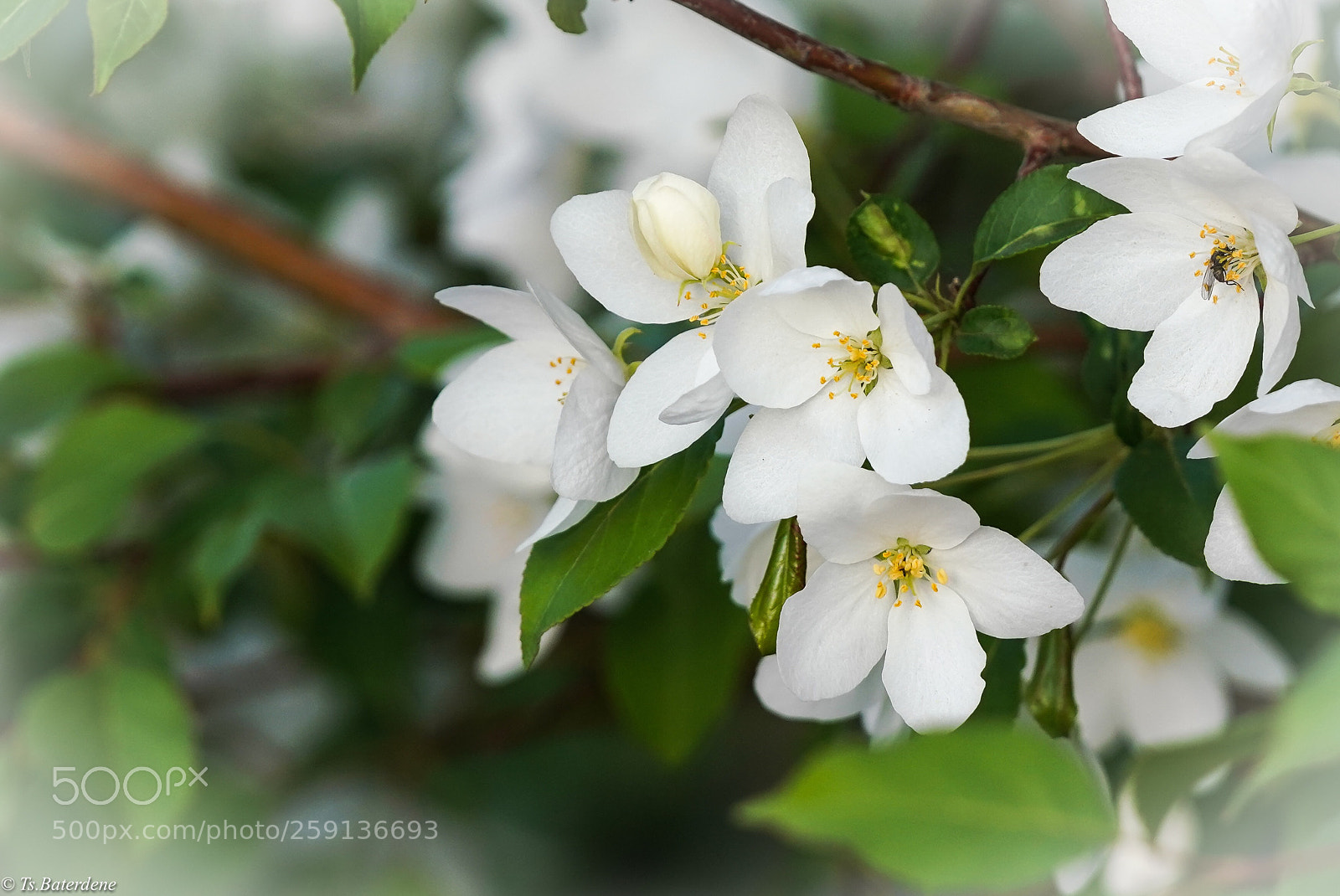 Sony a7R III sample photo. Wild flower photography