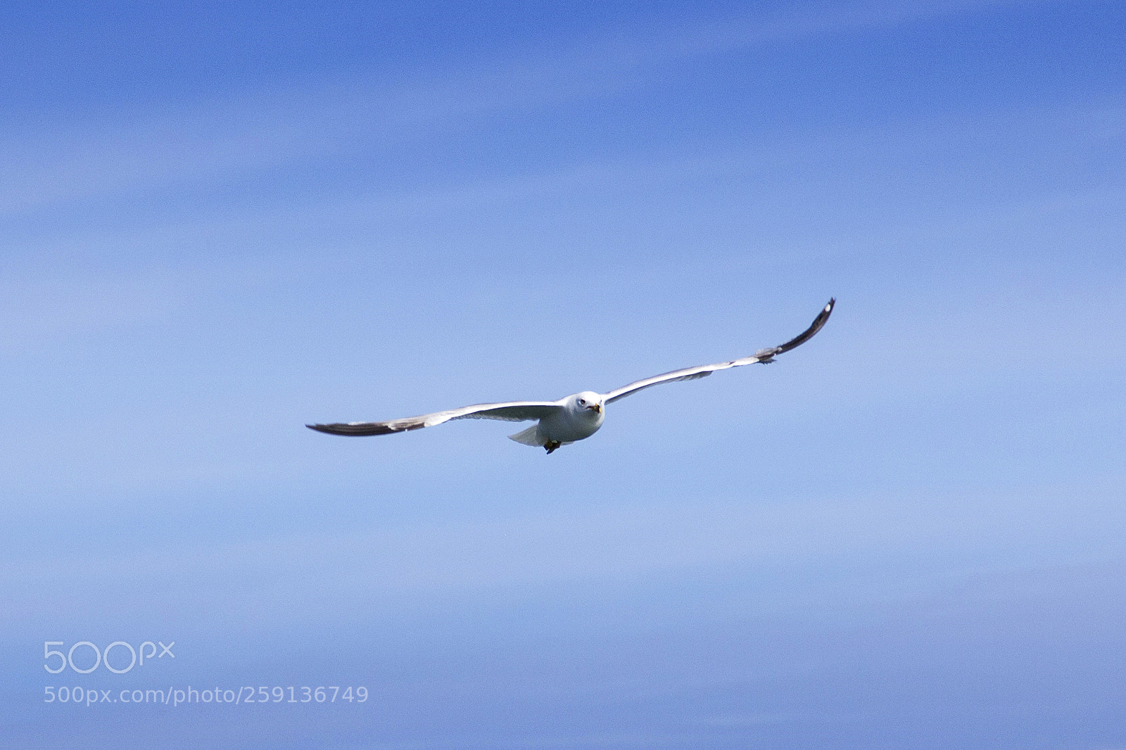 Canon EOS 60D sample photo. Widespread wings photography