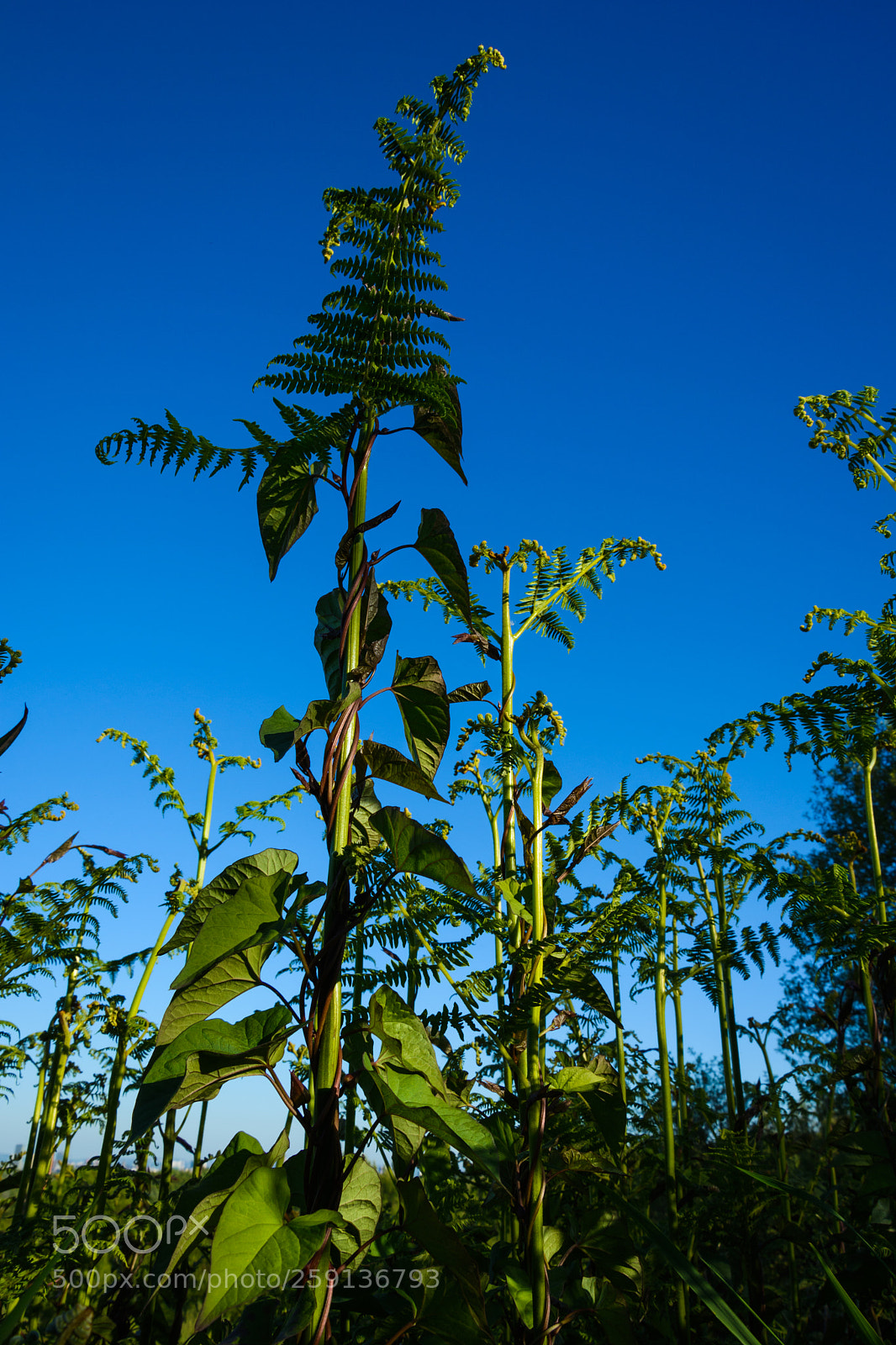 Nikon D7100 sample photo. Fern & ivy photography