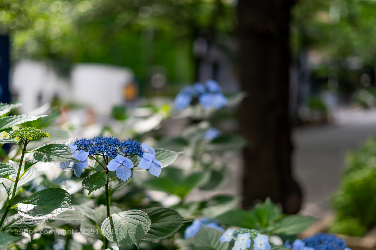 Sony a7 III sample photo. Edit photography
