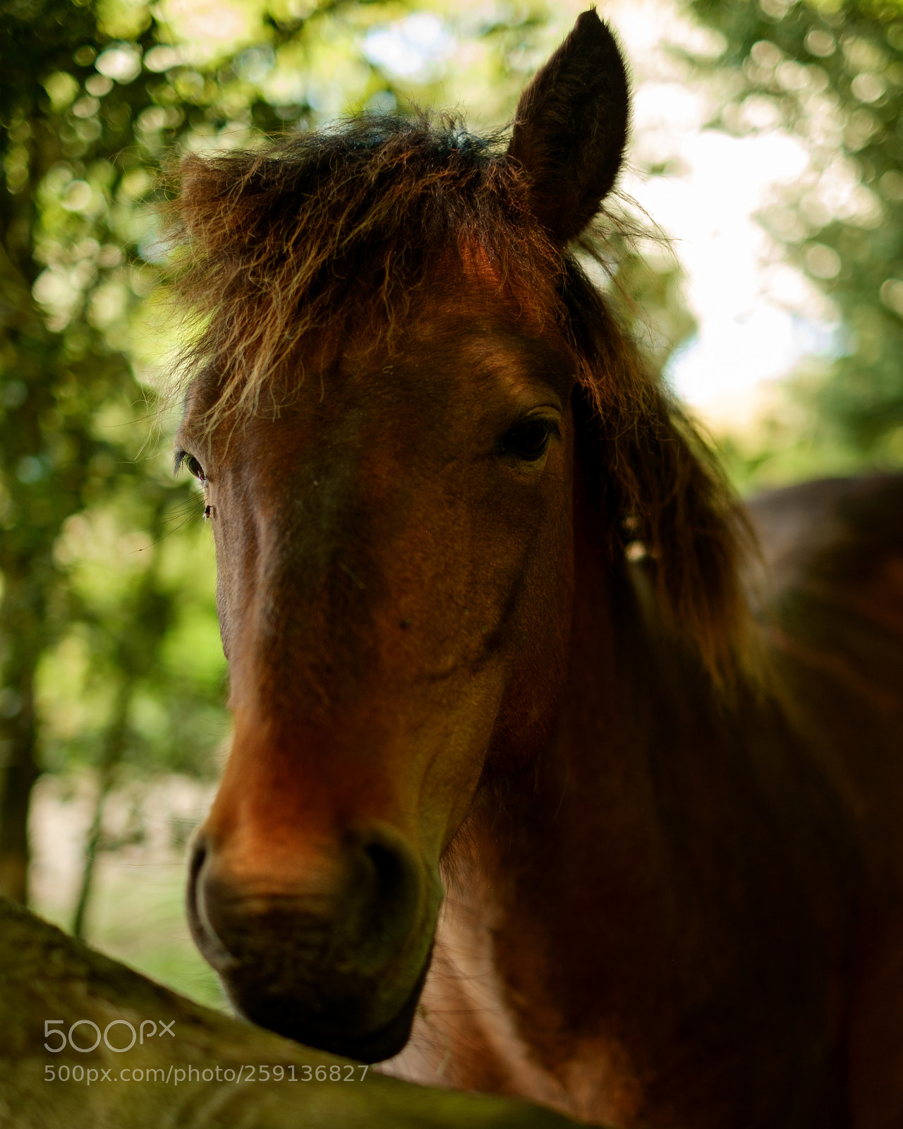 Fujifilm X-E1 sample photo. New forest pony photography