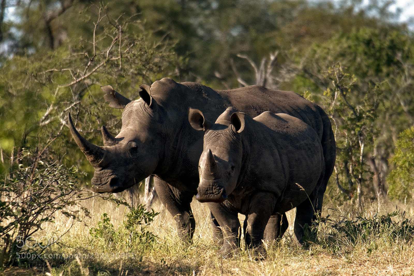 Nikon D500 sample photo. White rhino photography